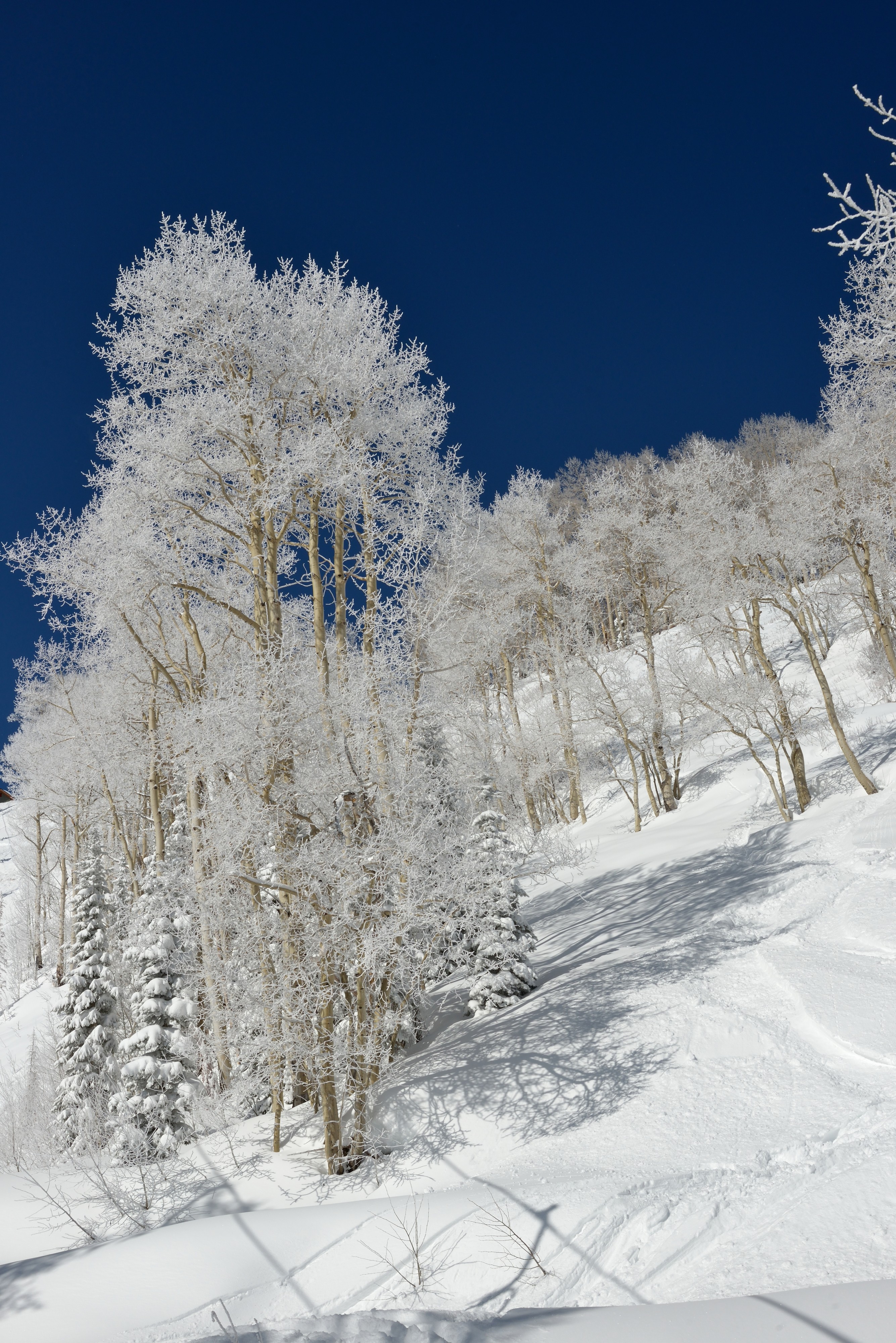Aspen Mountain ski area aspen trees FIS chair detail