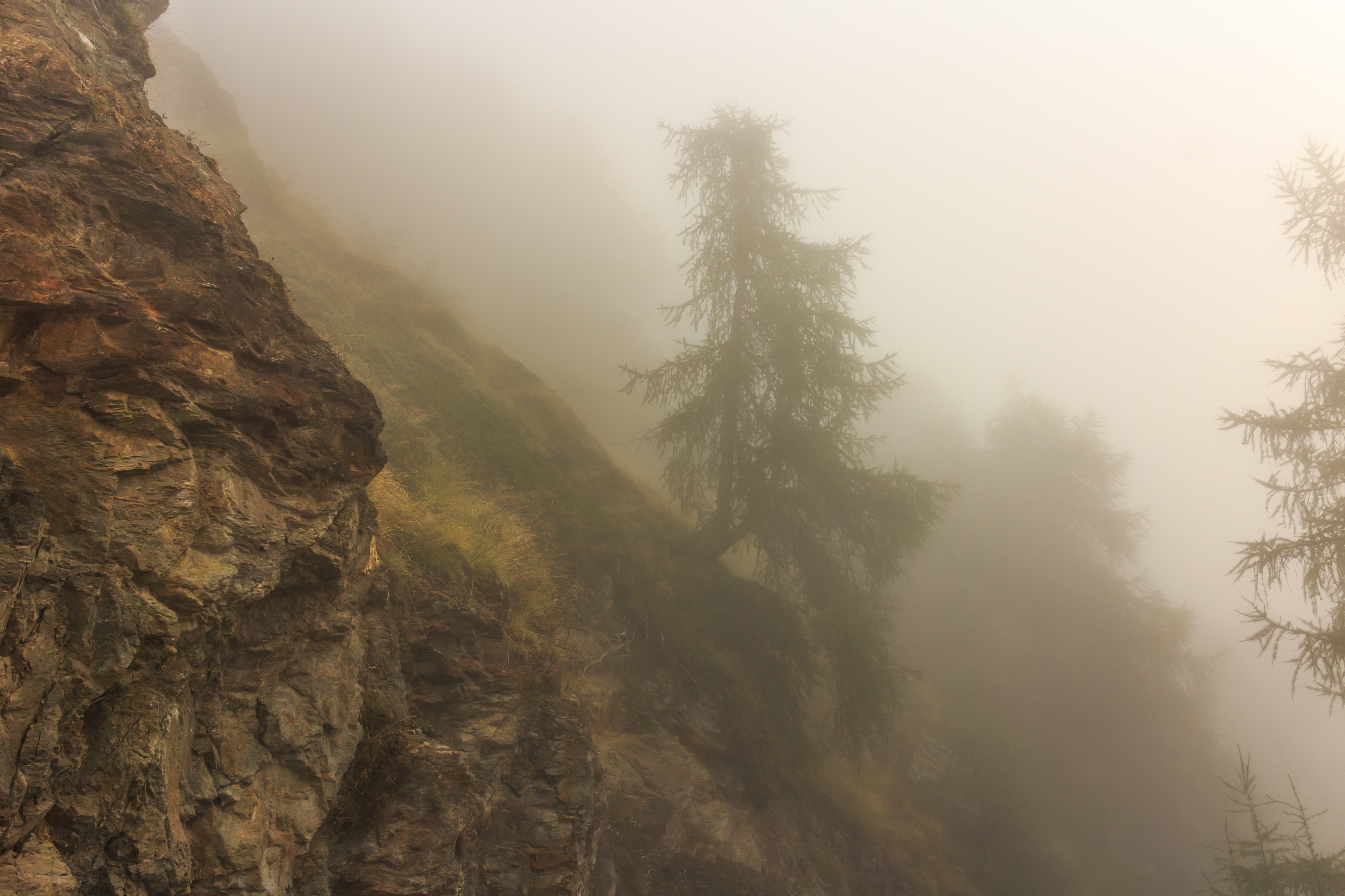 Bergtocht van Vens naar Bettex in Valle d'Aosta (Italië). Bomen langs bergpad in dichte mist 04