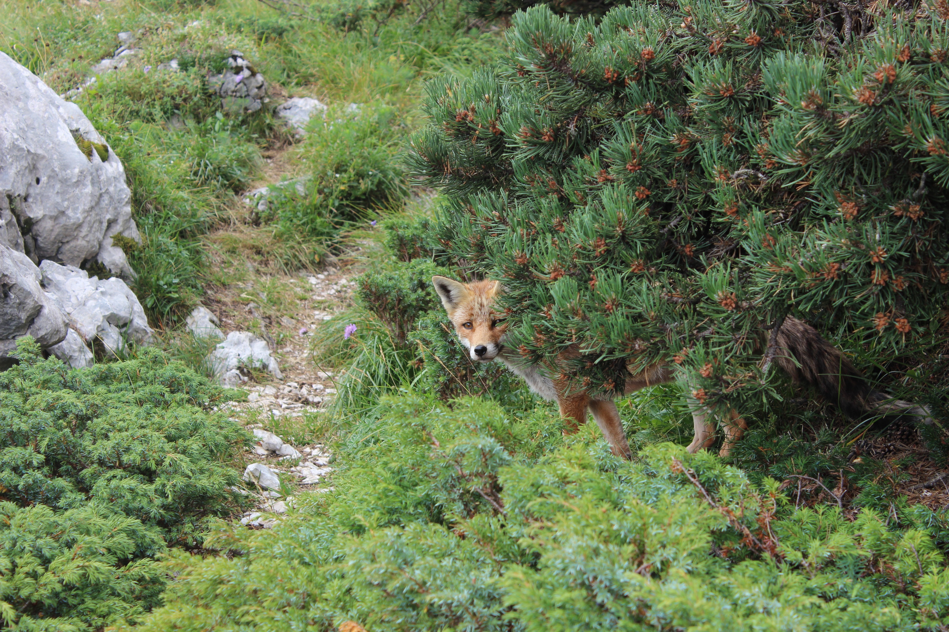 Renard montrant son museau