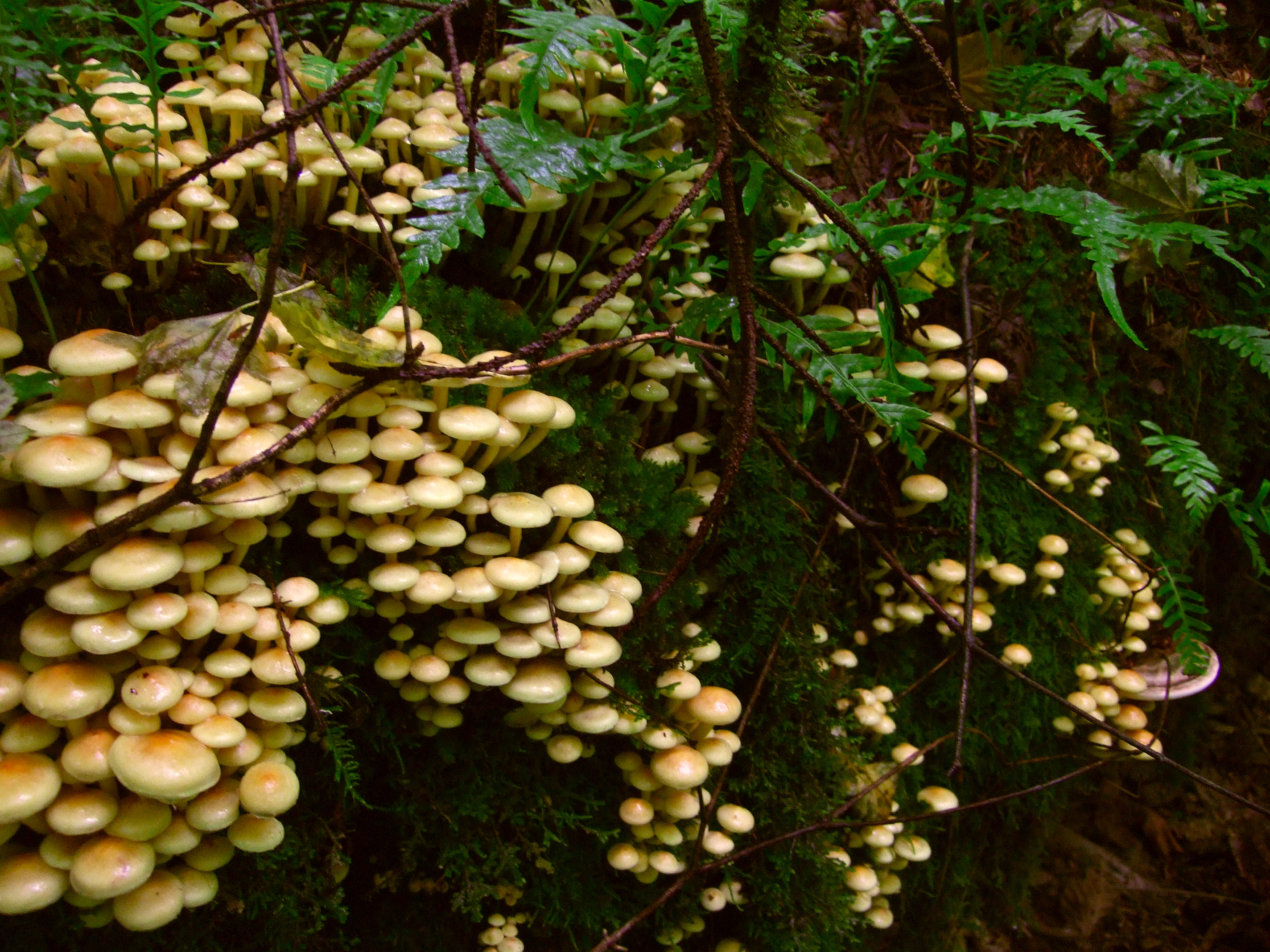 2008-10-16 Hypholoma fasciculare