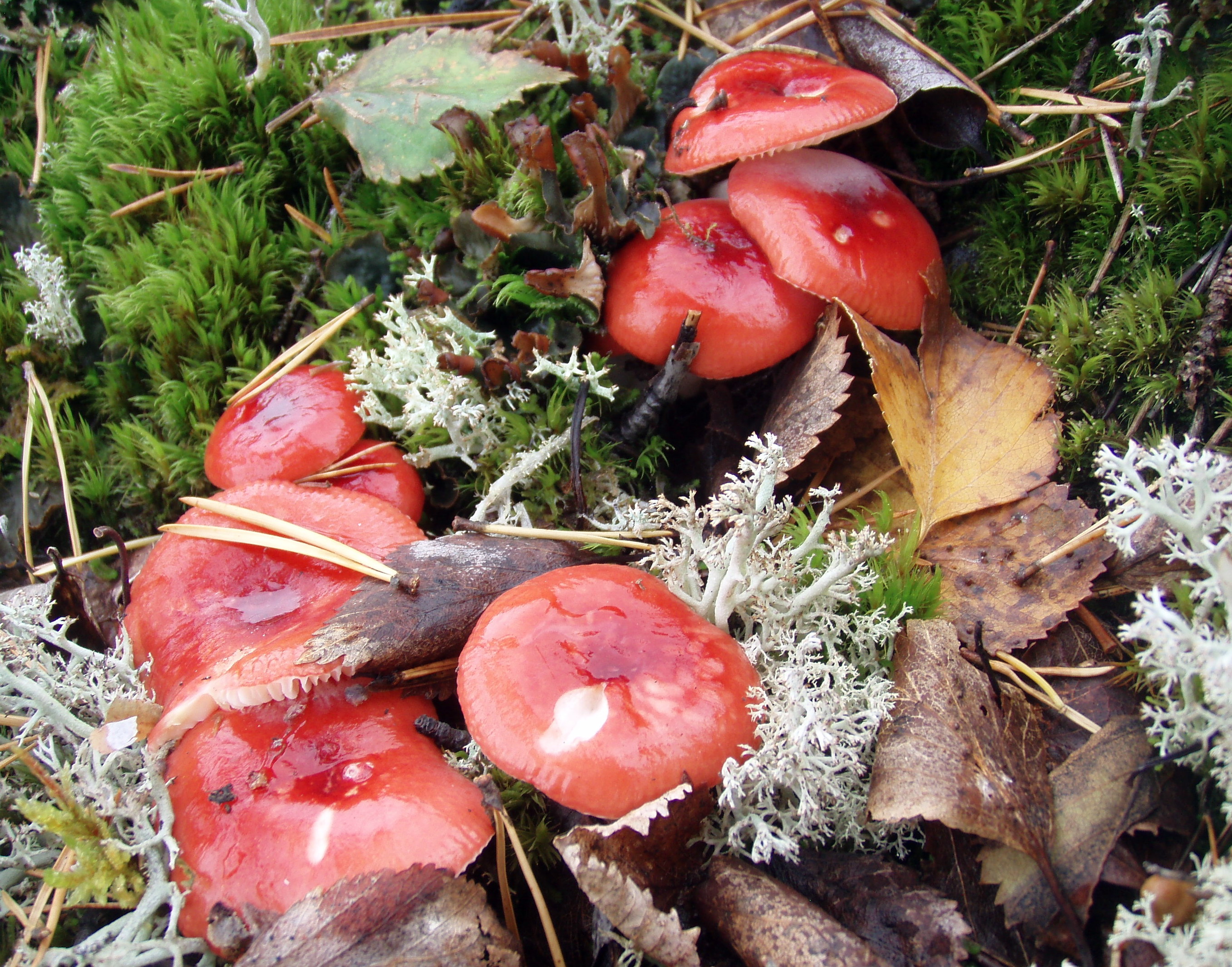 2009-09-19 Russula emetica Fr 76146