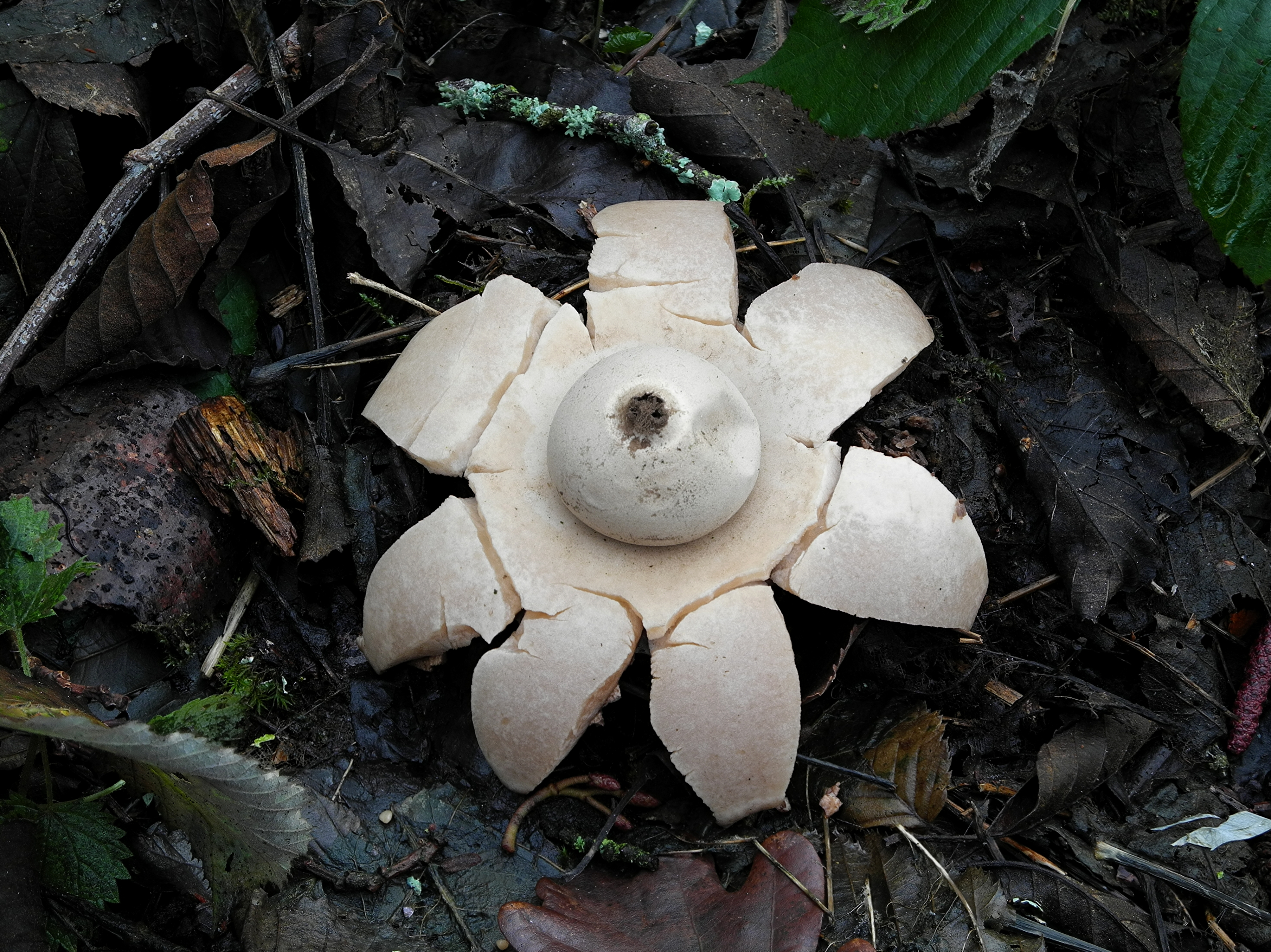 2011-12-28 15-43-57-champignon