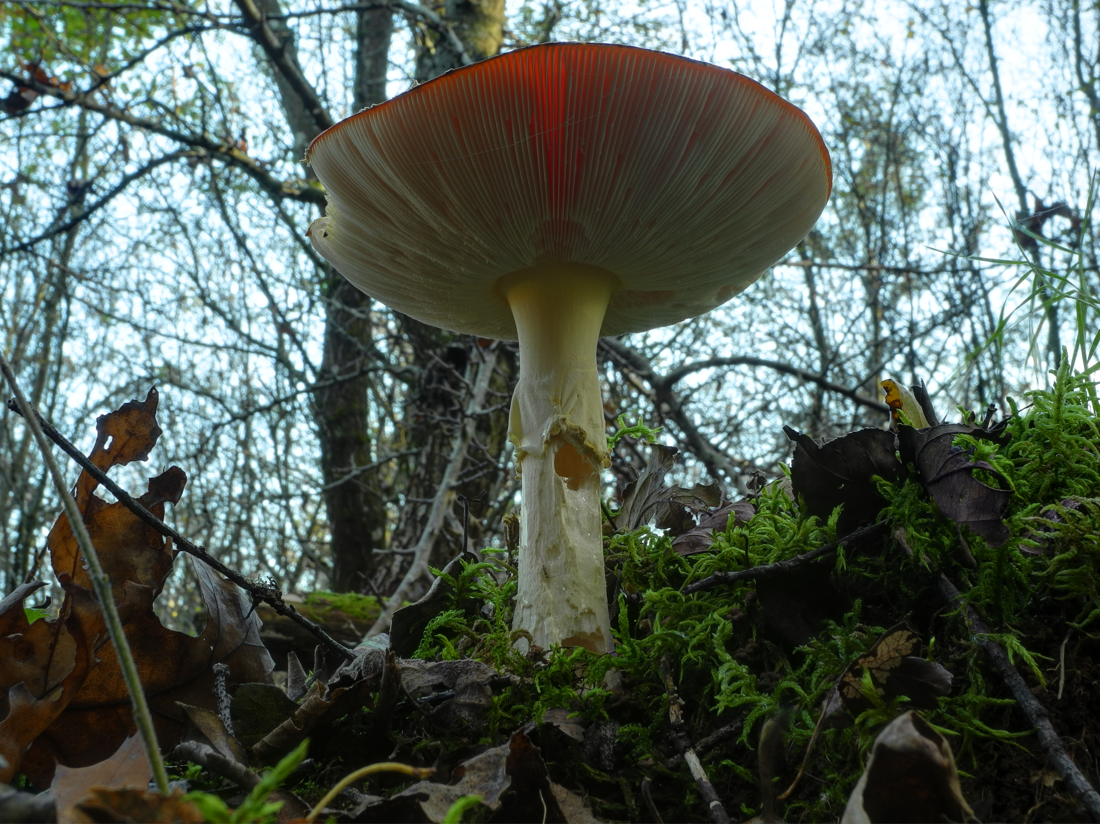 2012-10-25 16-23-44-Amanita-muscaria