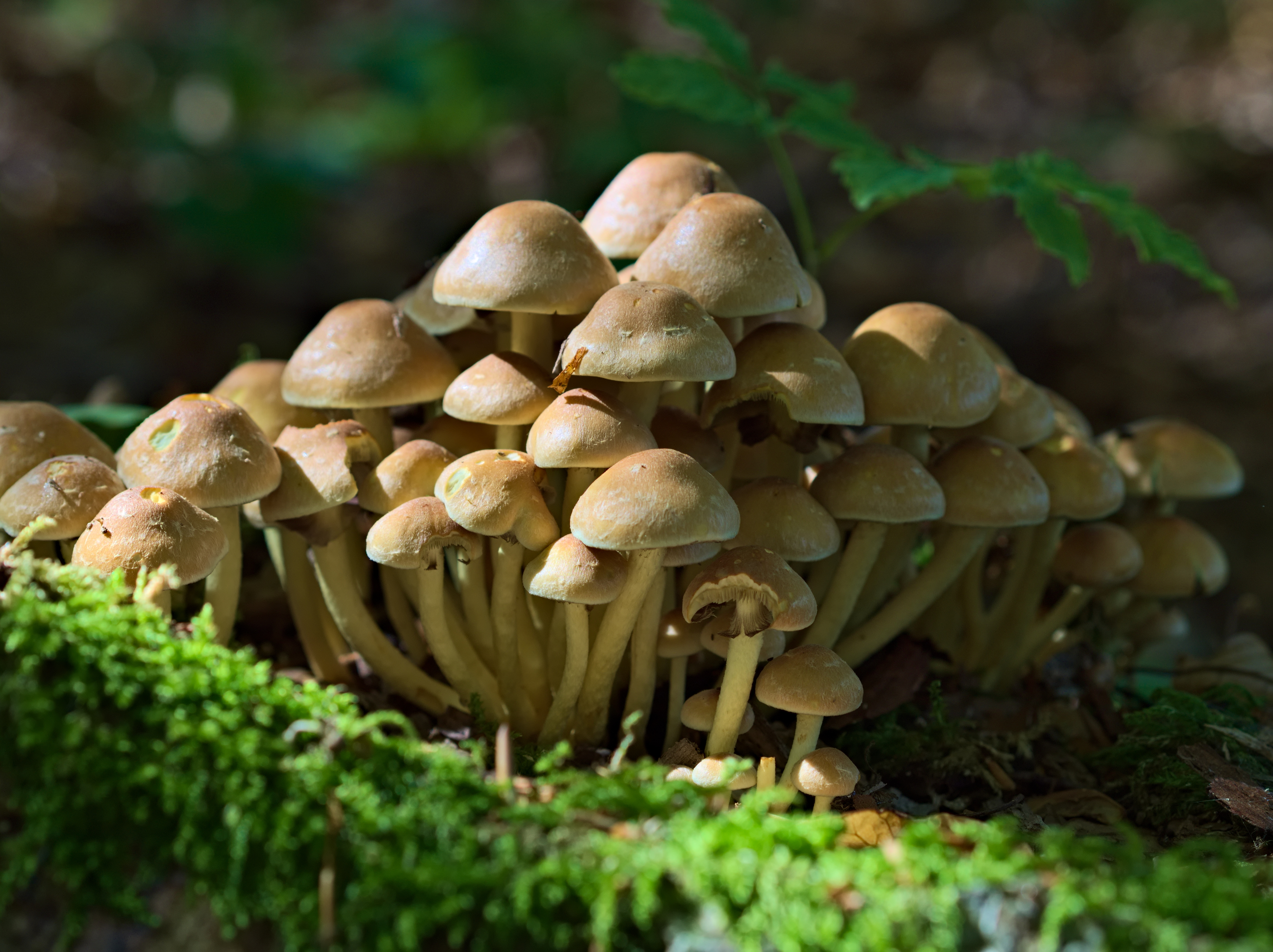 2014 Hypholoma fasciculare