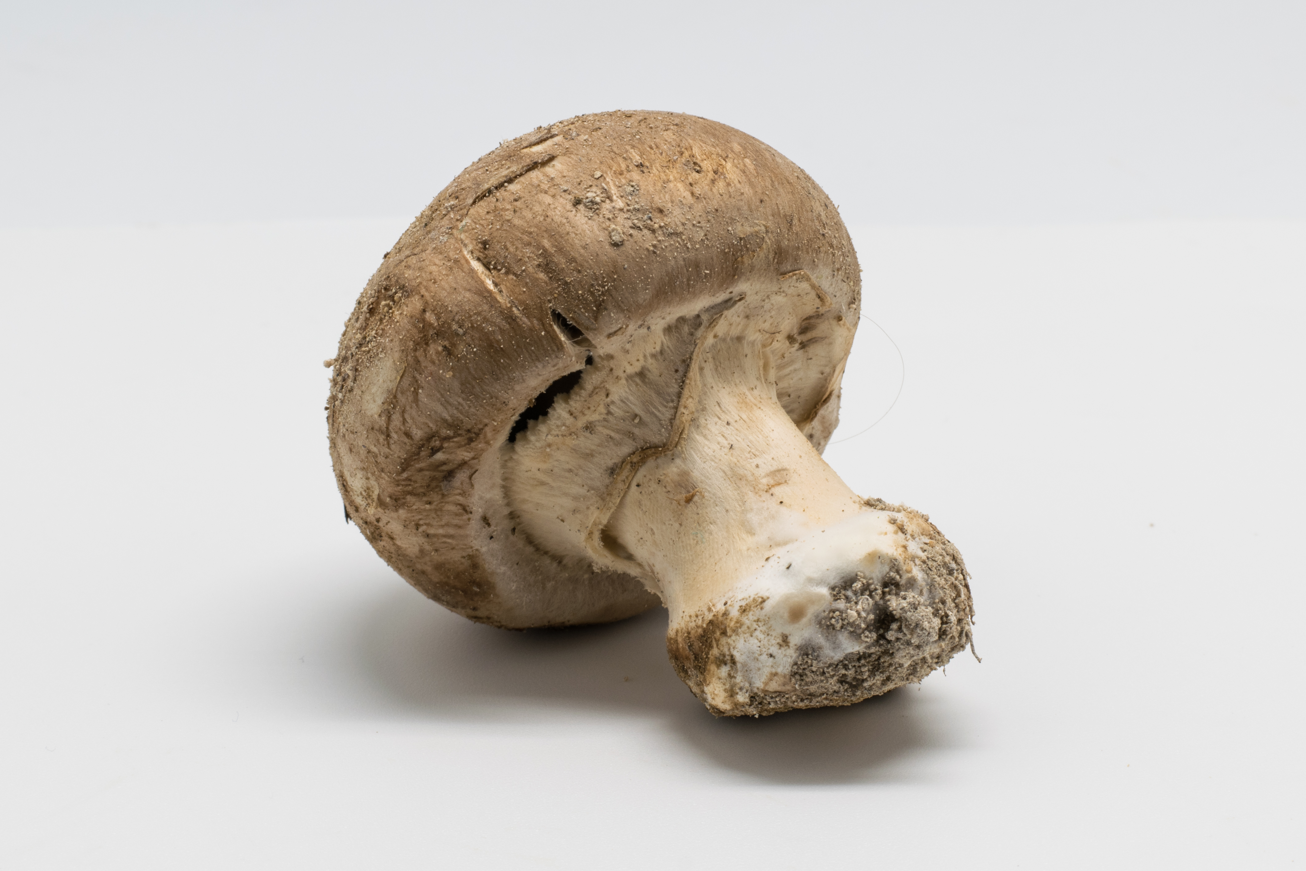 2016-01 Agaricus bisporus 07