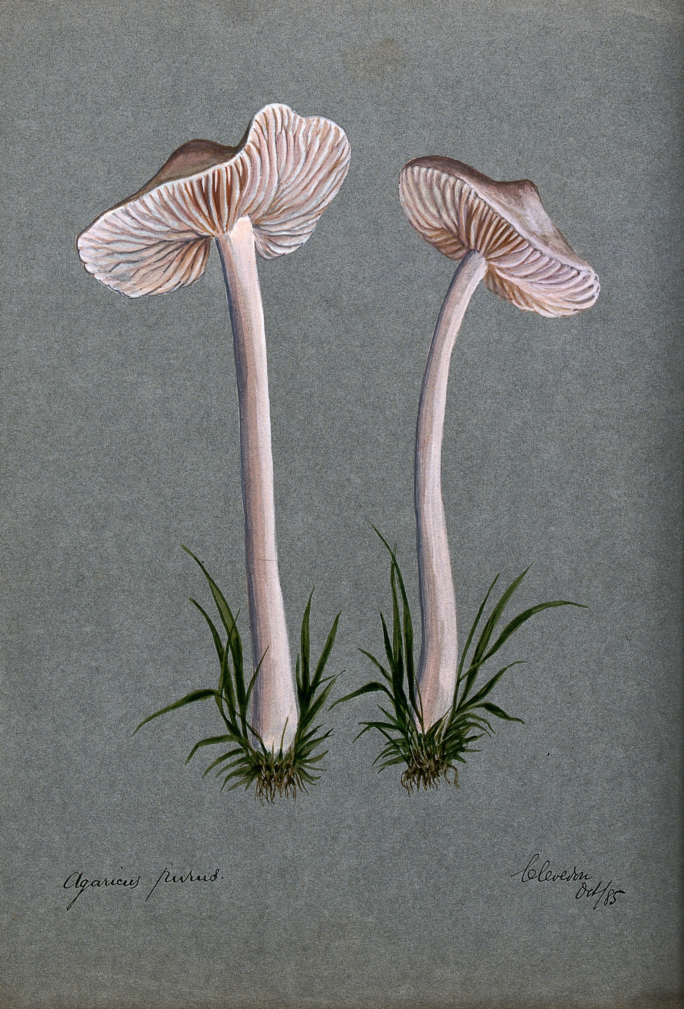 A fungus (Mycena pura); two fruiting bodies. Watercolour, 18 Wellcome V0043353