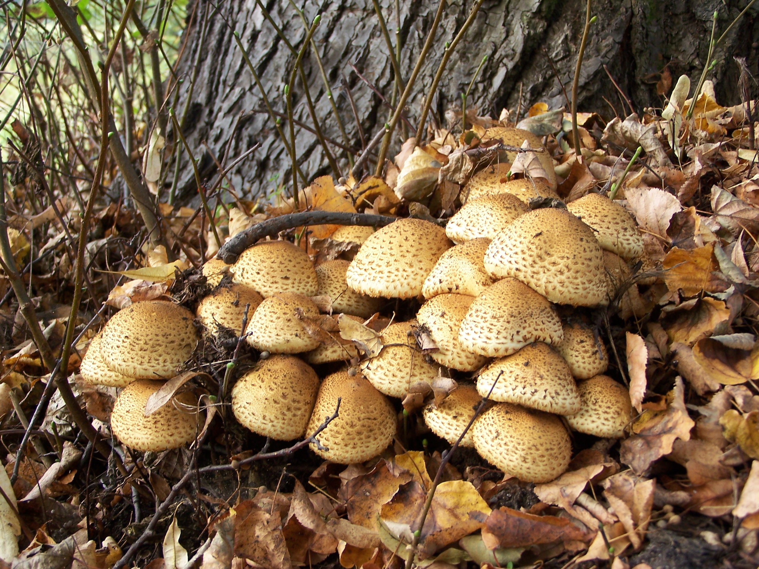 Łuskwiak nastroszony (Pholiota squarrosa)