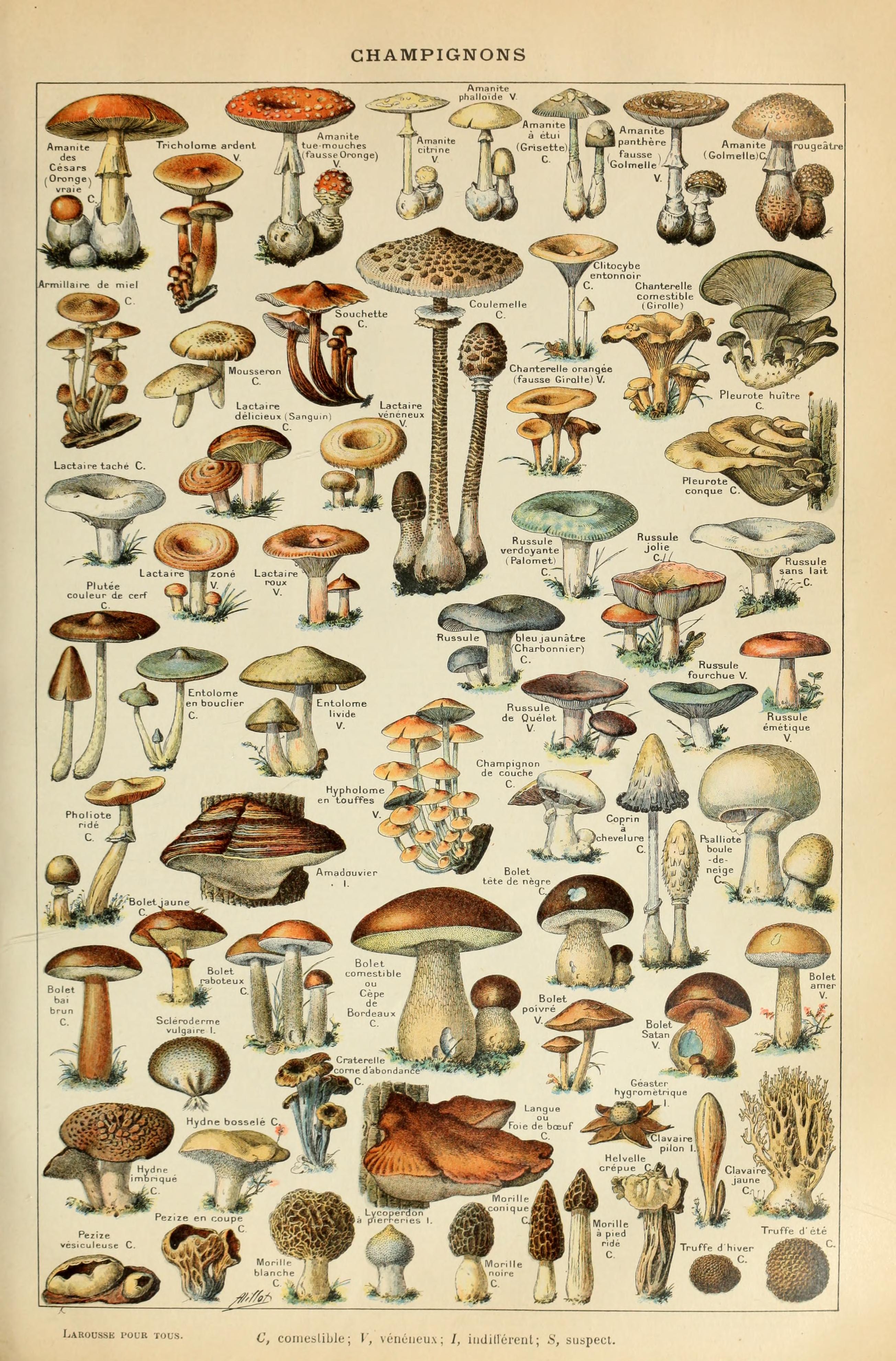 Adolphe Millot champignons-pour tous