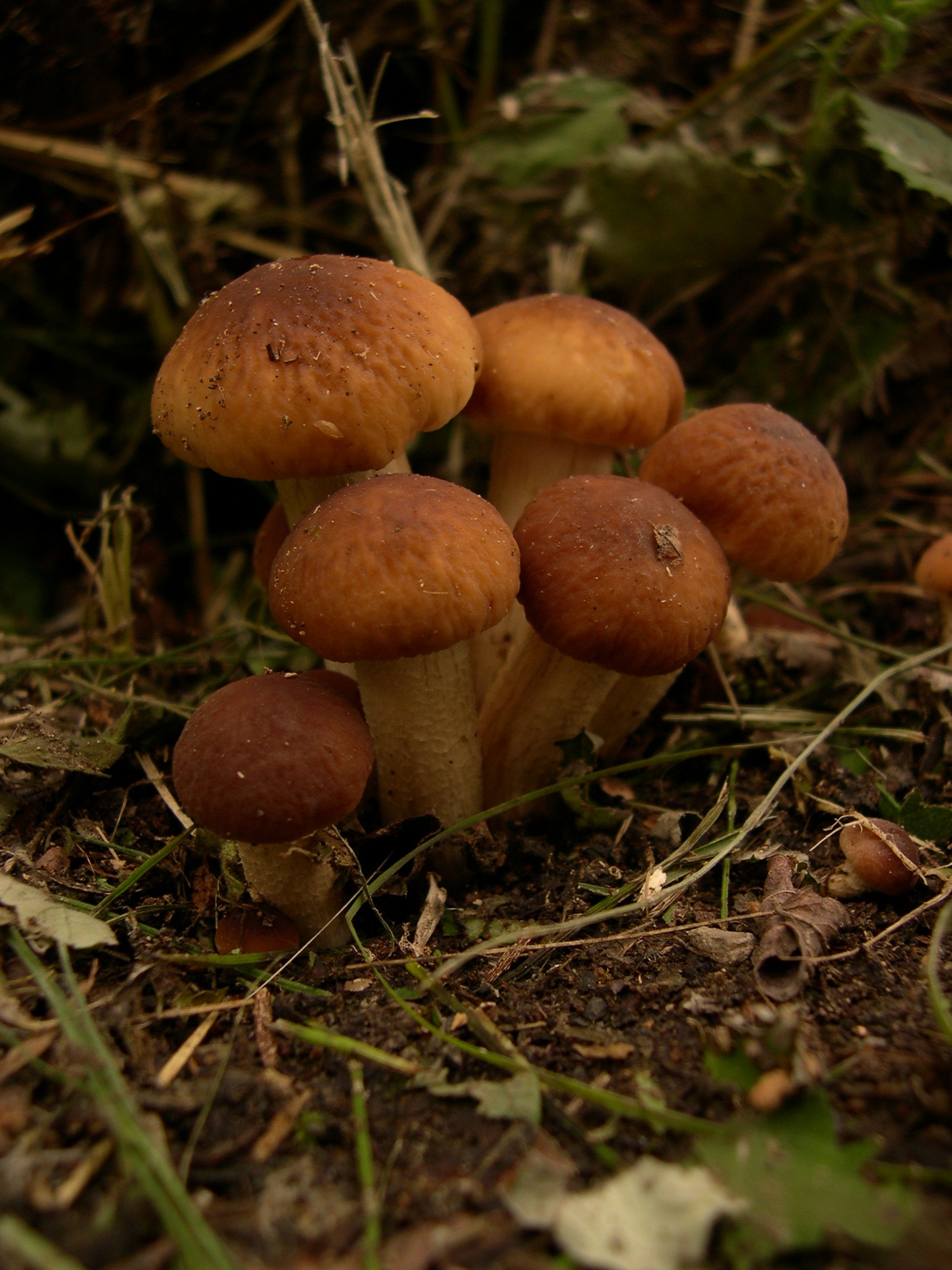 AgrocybeAegerita