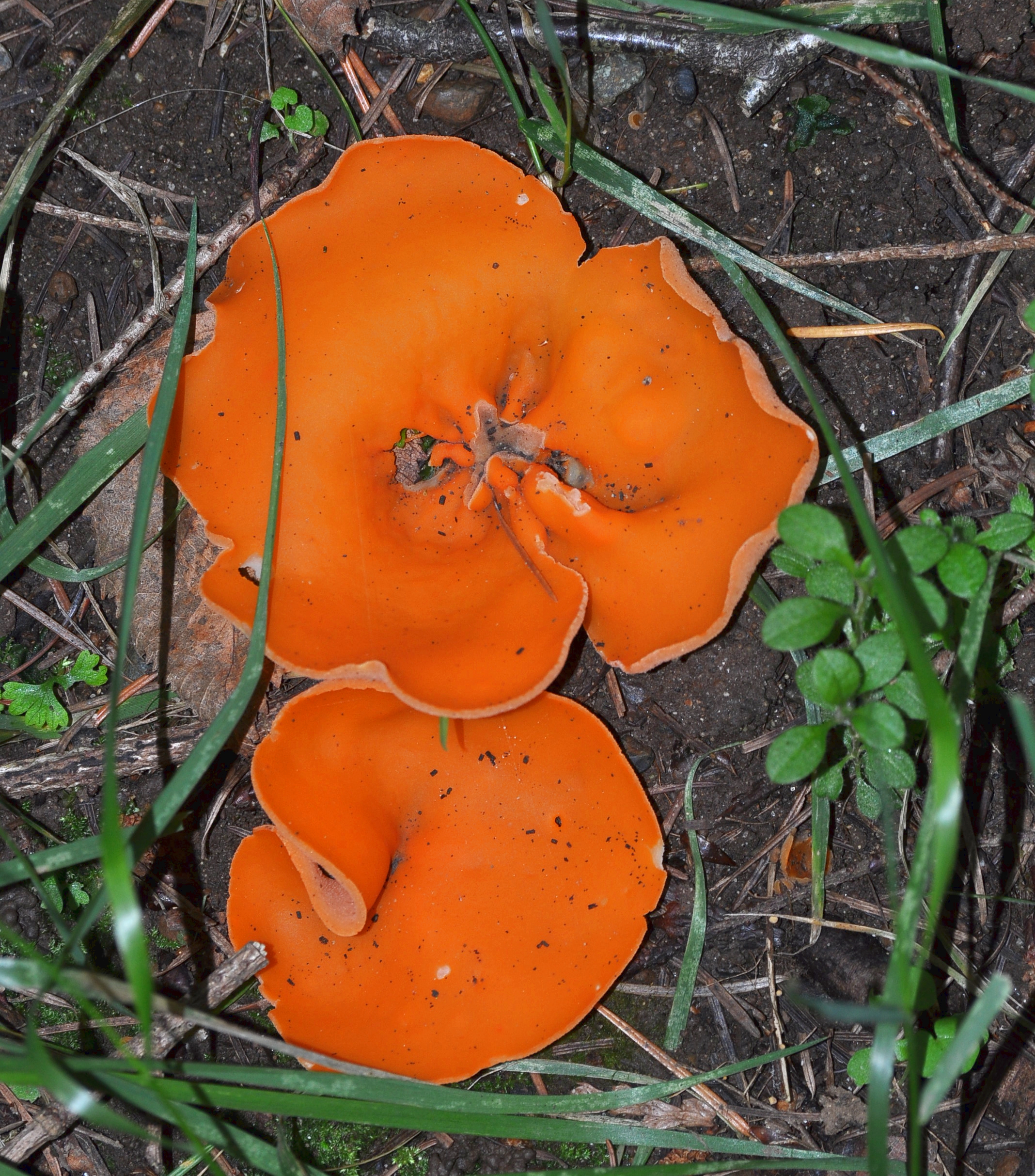 Aleuria aurantia (Orange Peel Fungus)