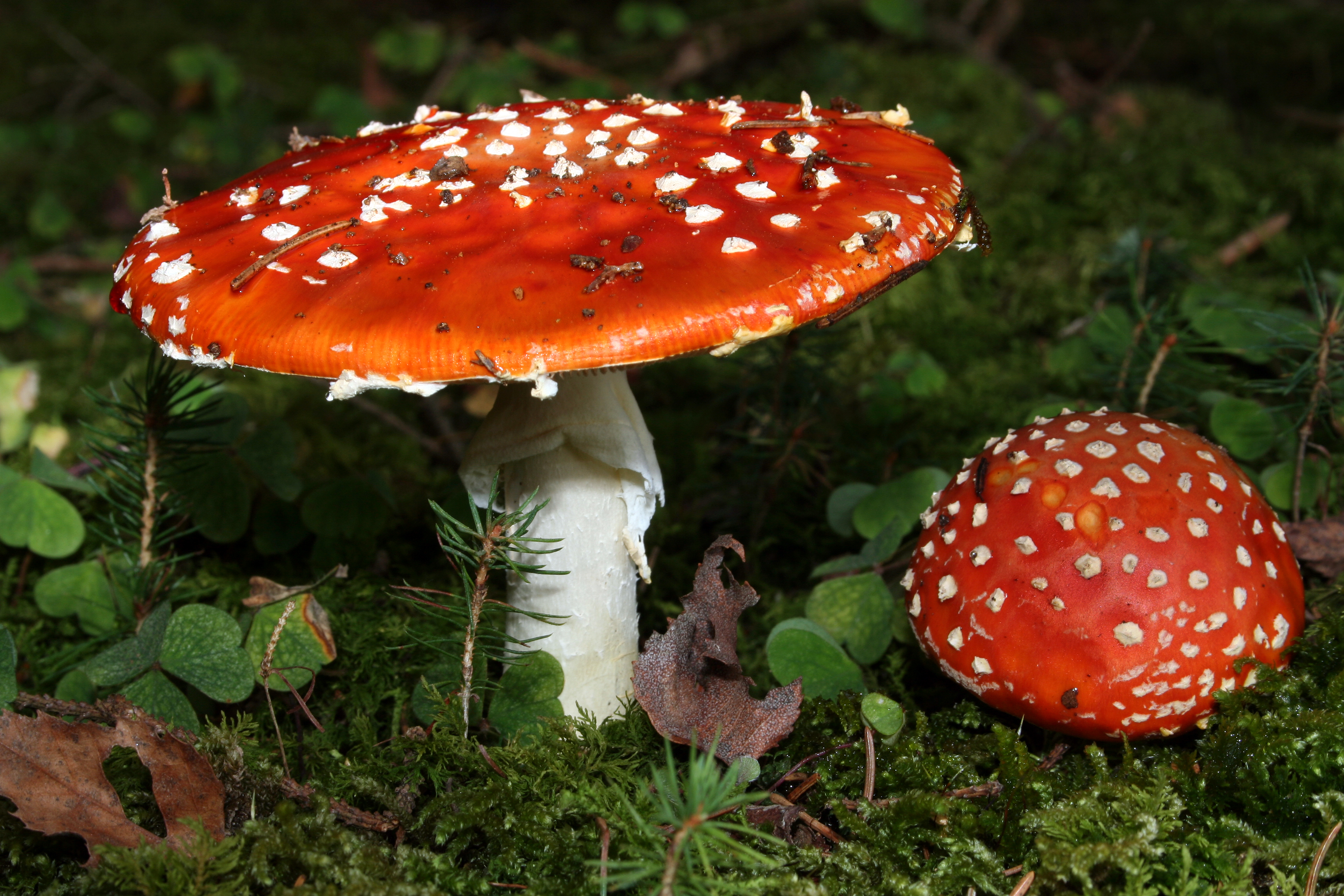Amanita-muscaria-fliegenpilz-b