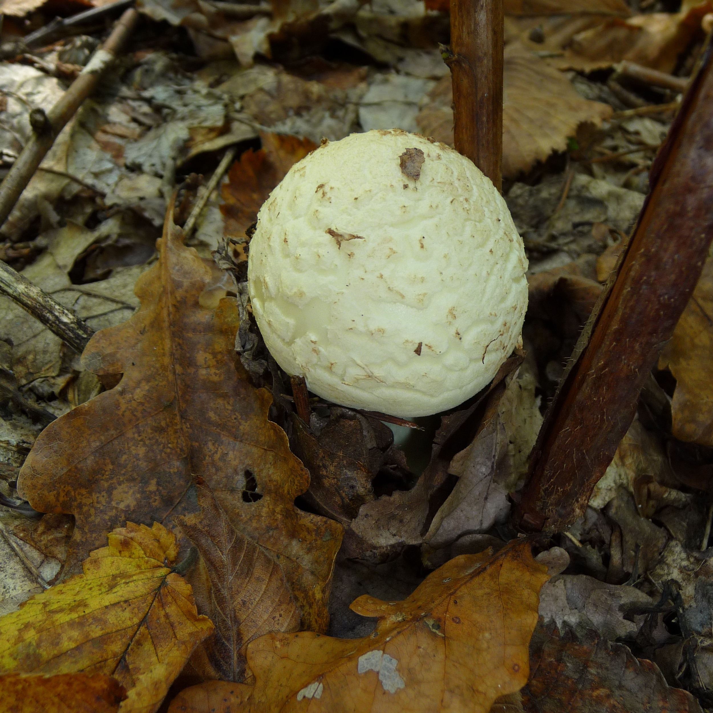 Amanita citrina 2010 G2