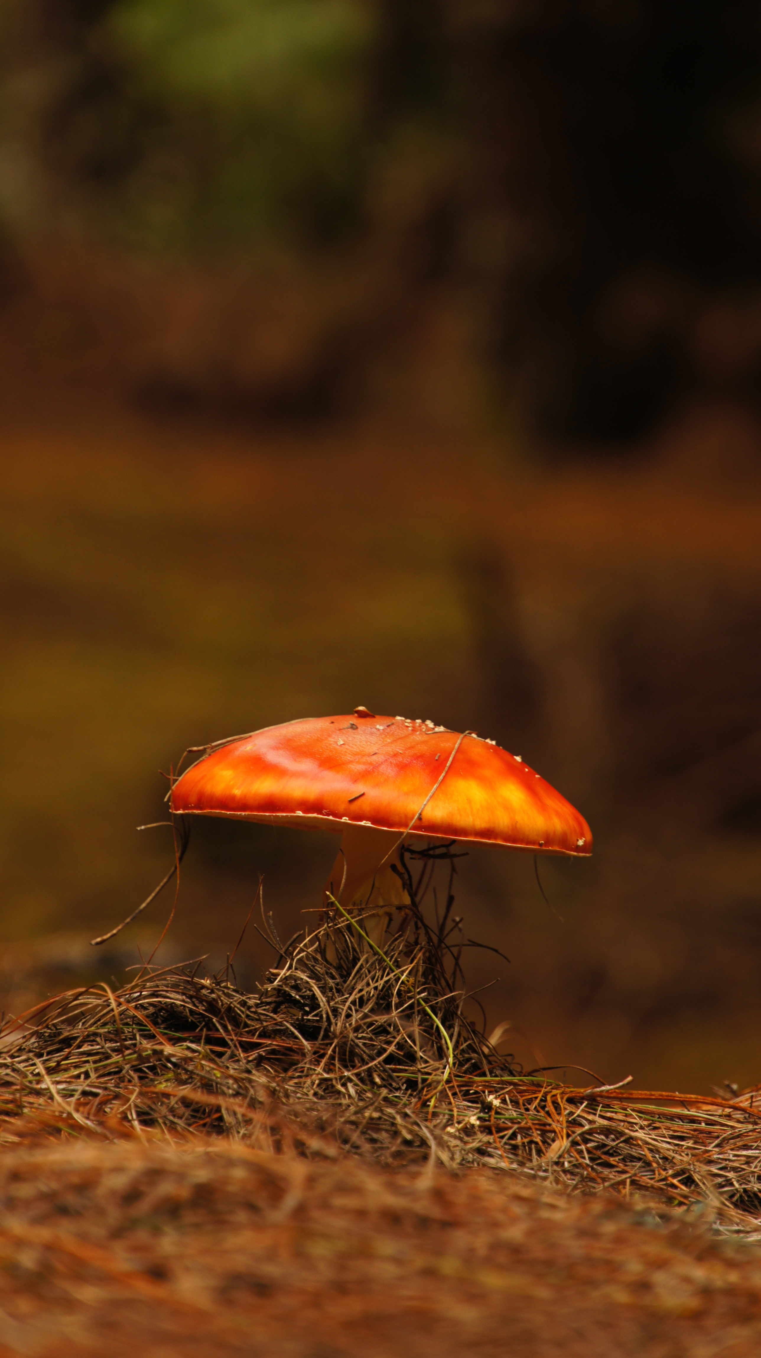 Amanita Muscaria