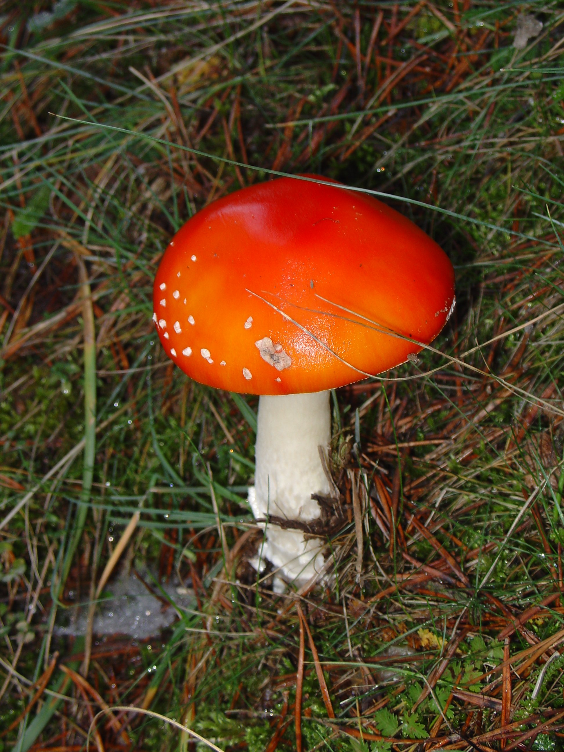 Amanita muscaria3