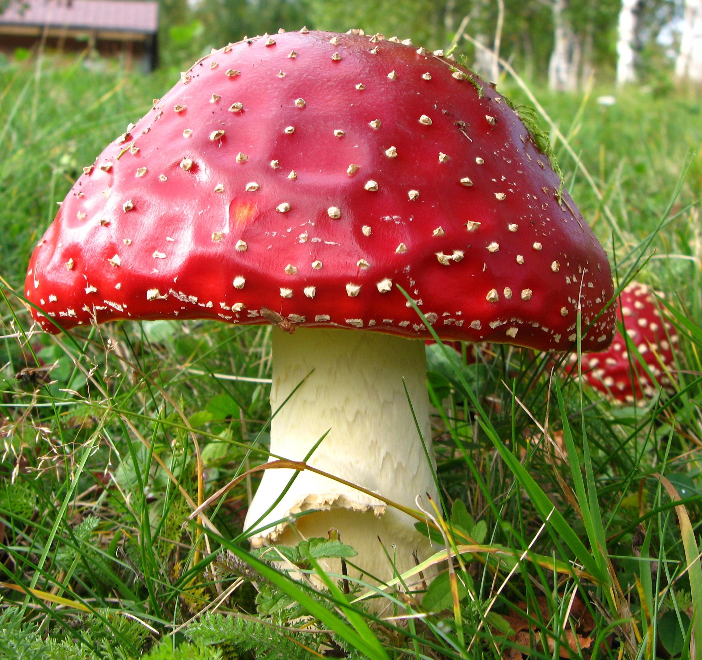 Amanita muscaria 2