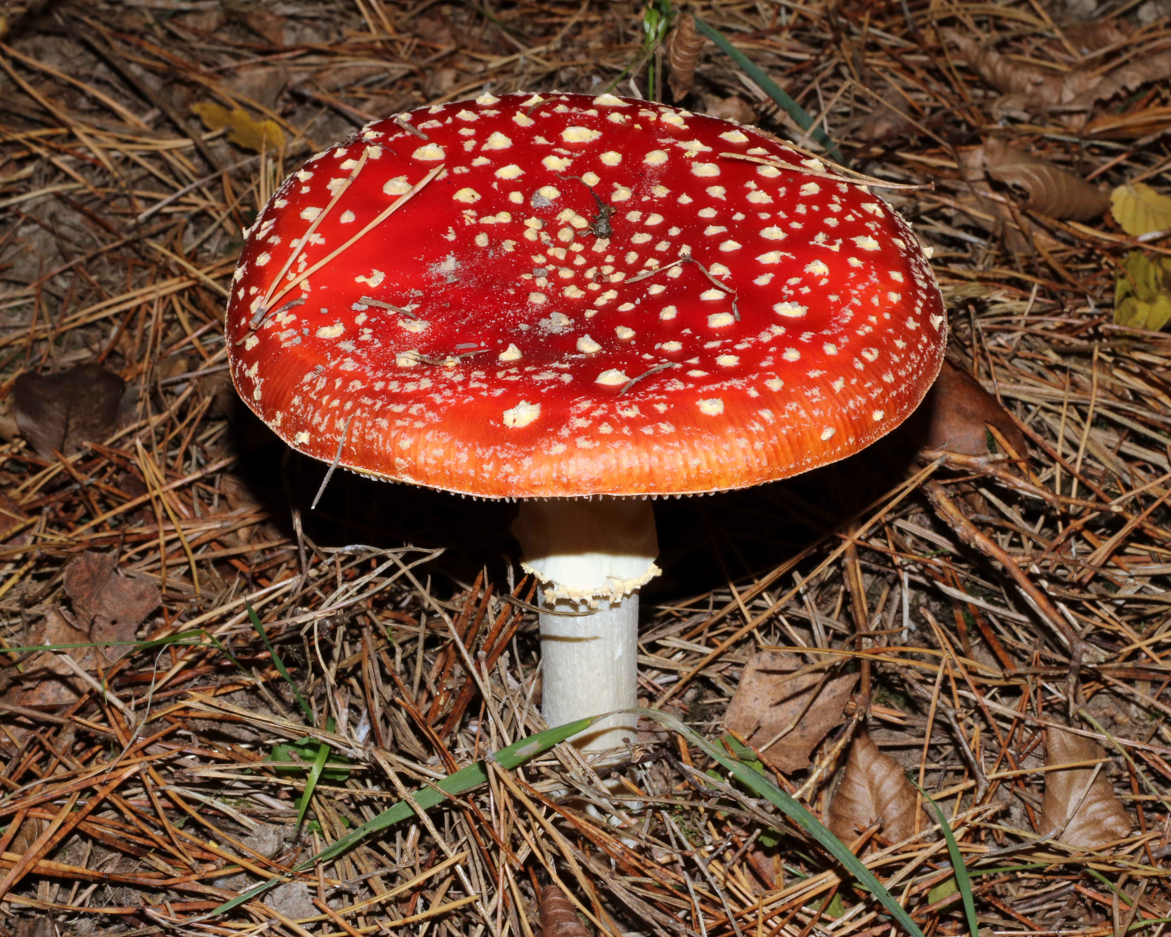 Amanita muscaria 2018 G10