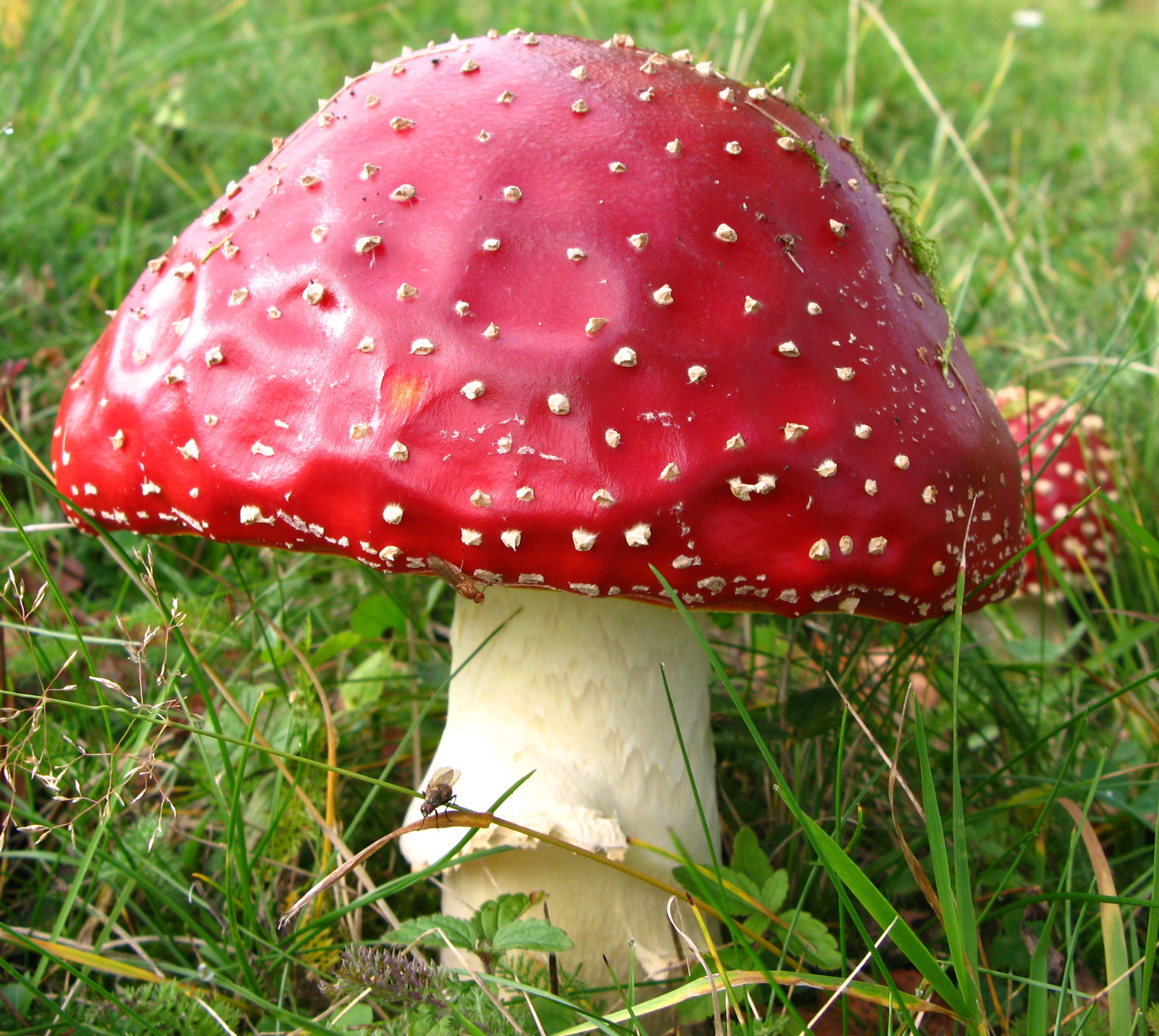 Amanita muscaria 3 center