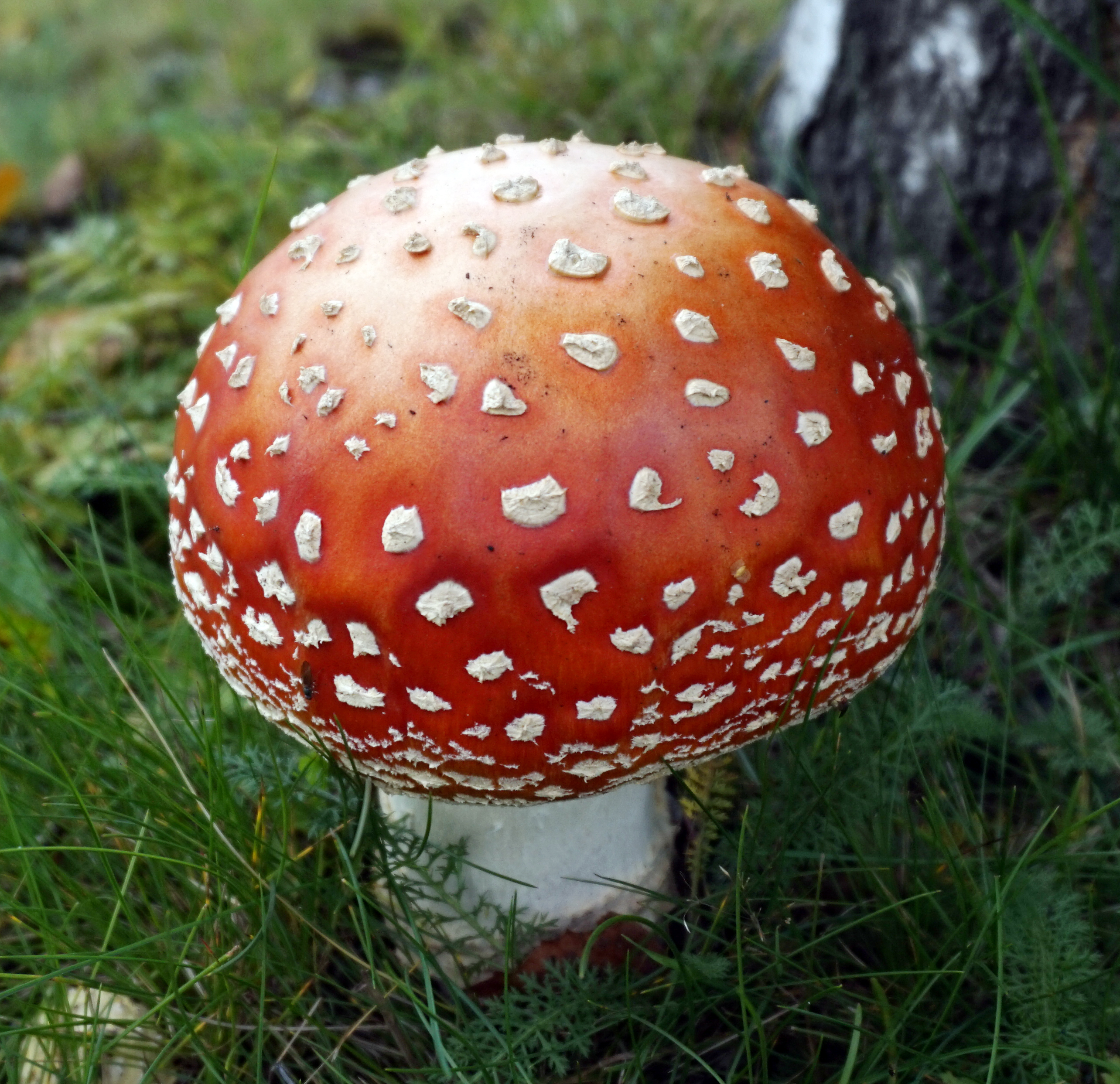 Amanita muscaria 5