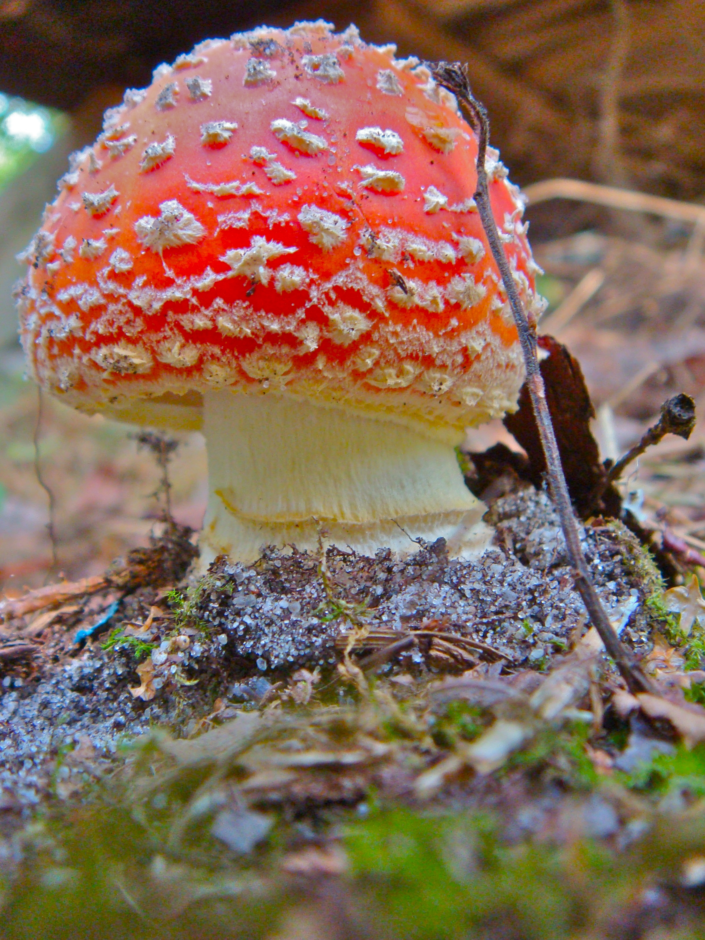 Amanita muscaria (10)