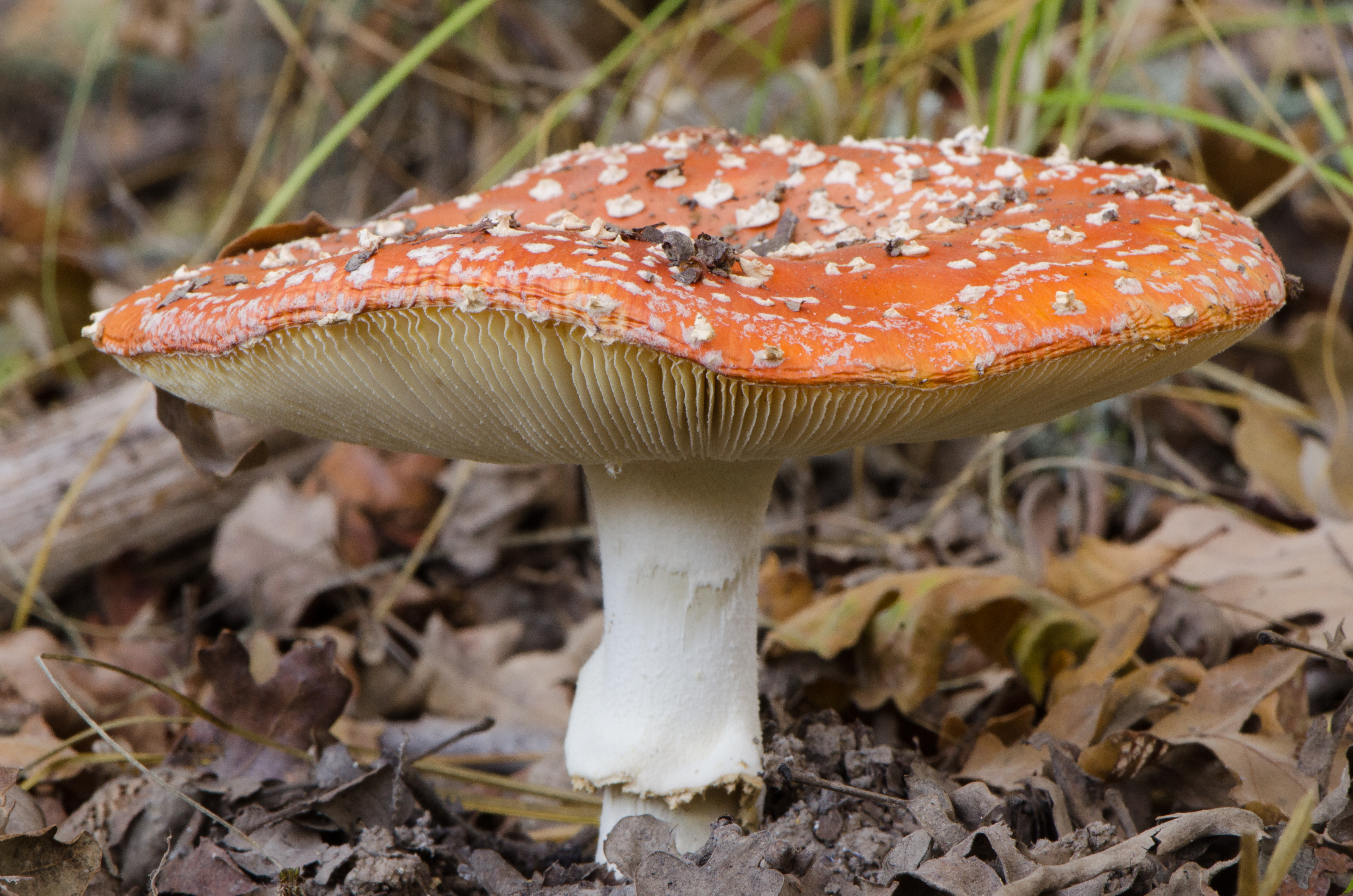 Amanita muscaria (23362371405)
