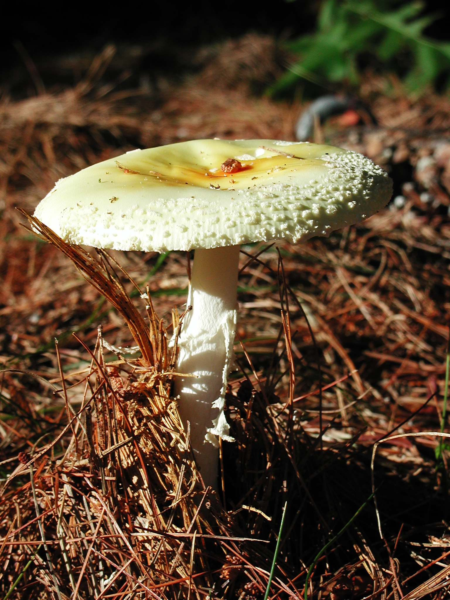 Amanita Muscaria (302338580)