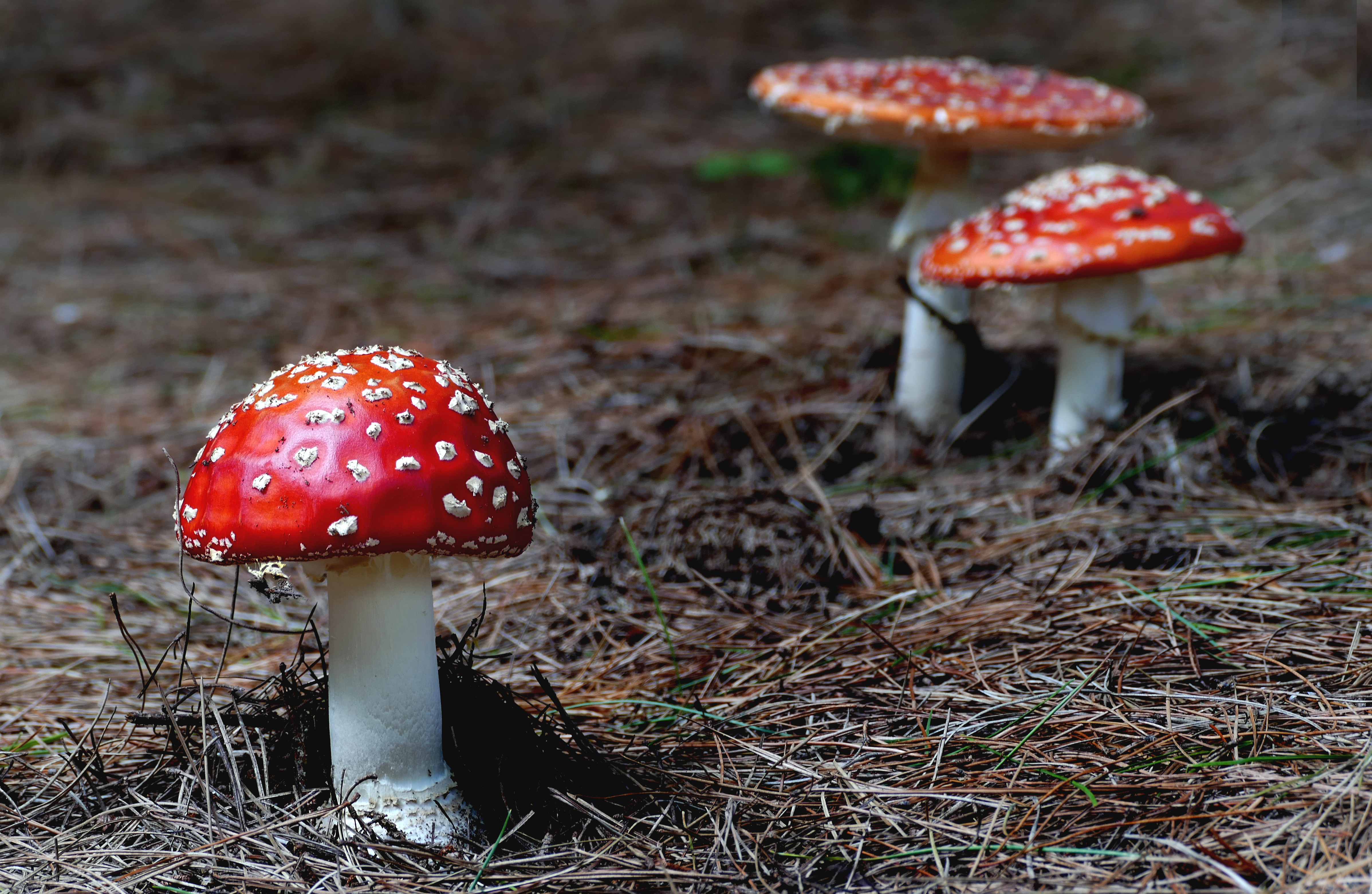 Amanita muscaria, (fly agaric) (41266565421)