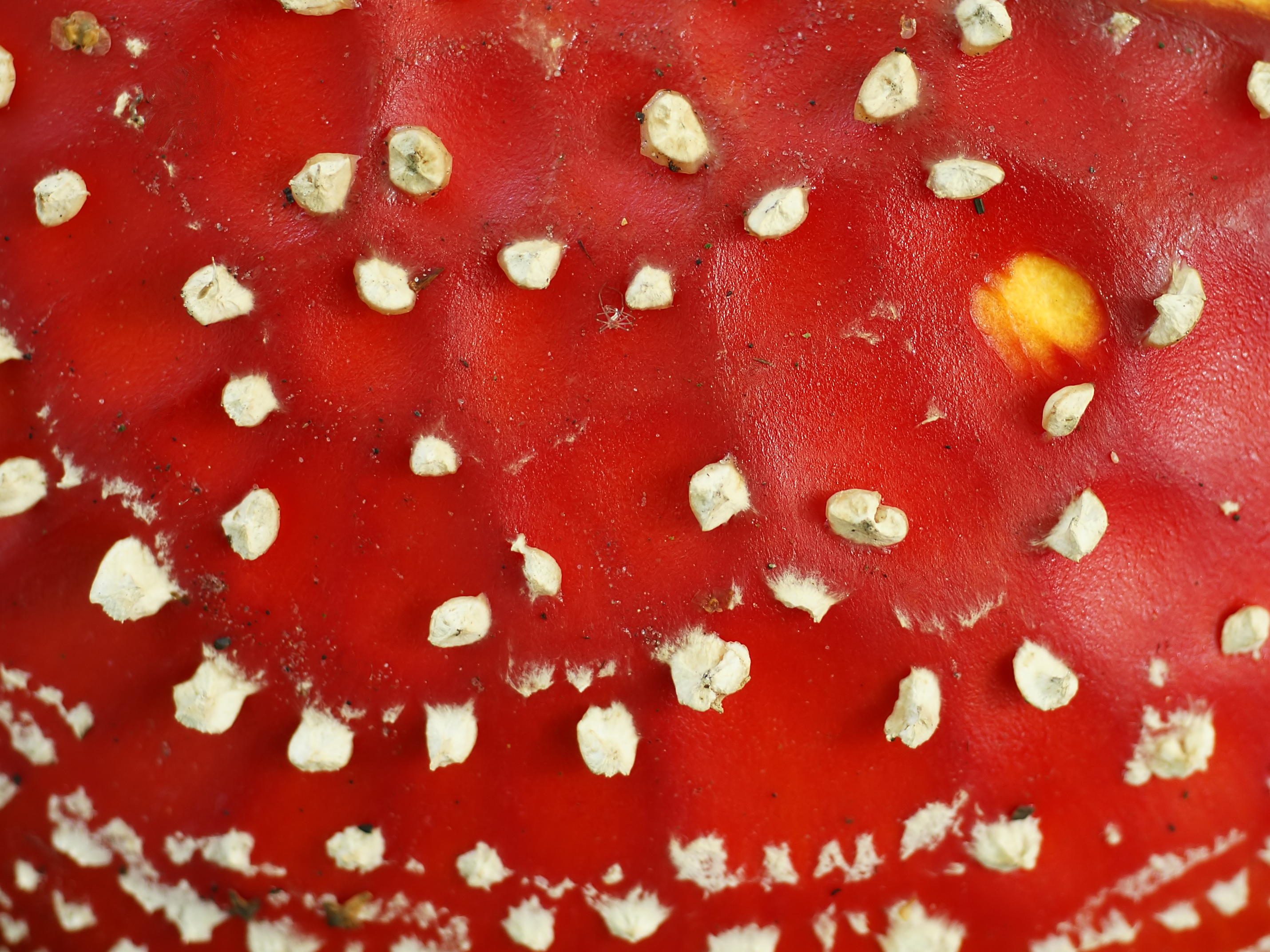 Amanita muscaria (cap)