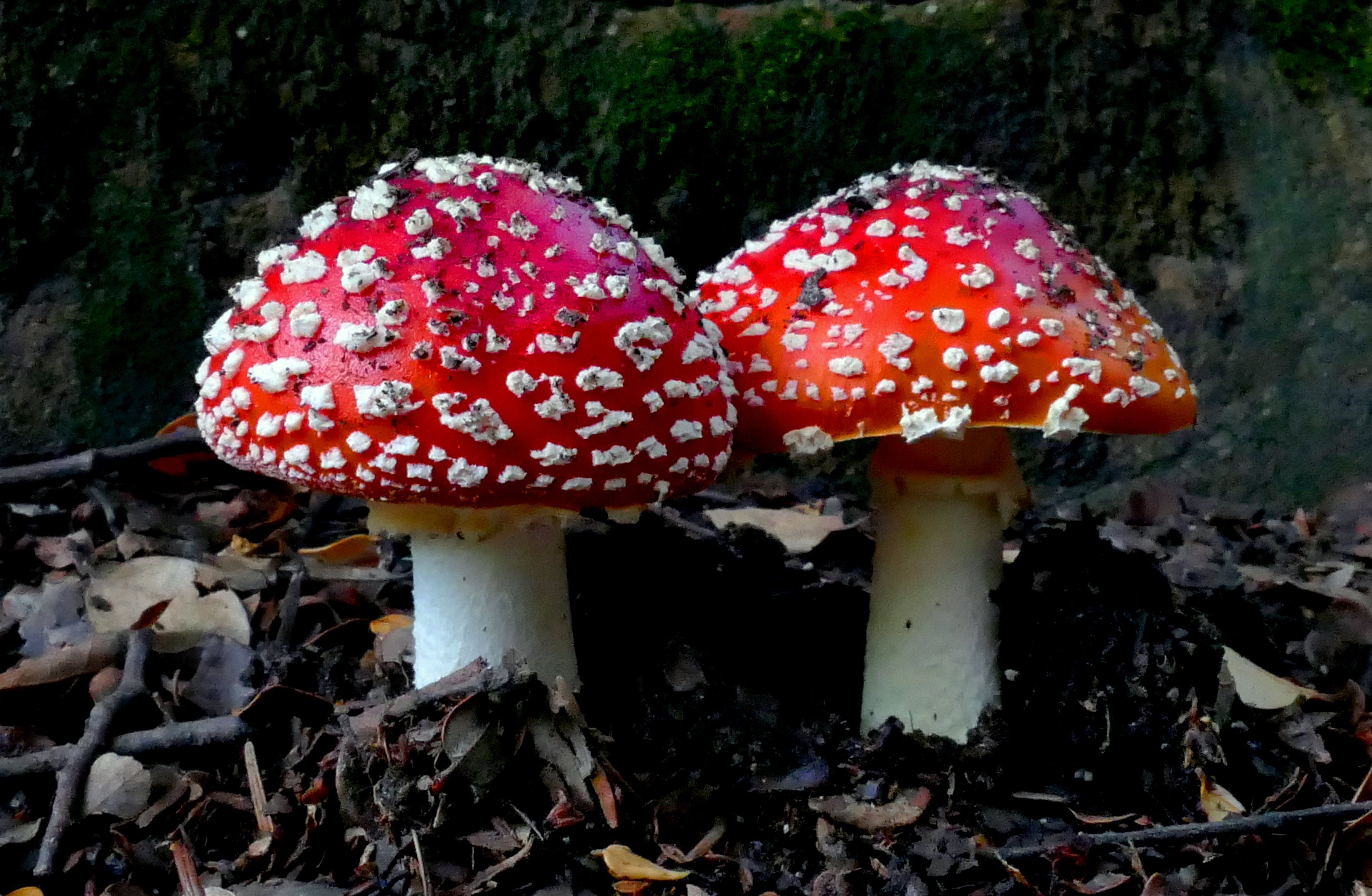 Amanita muscaria, Fly agaric. (36155540884)