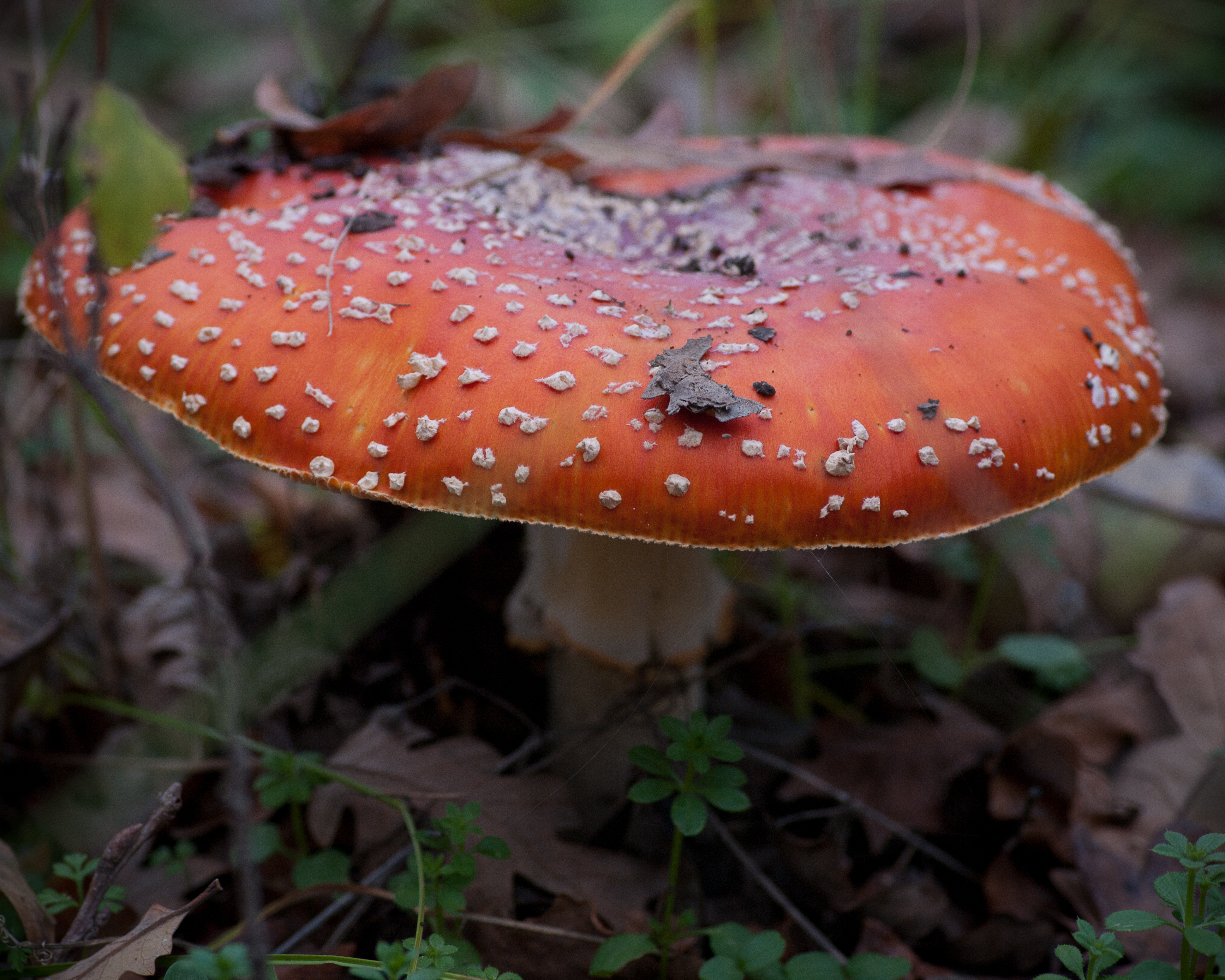 Amanita muscaria (fly Amanita) (11359034215)