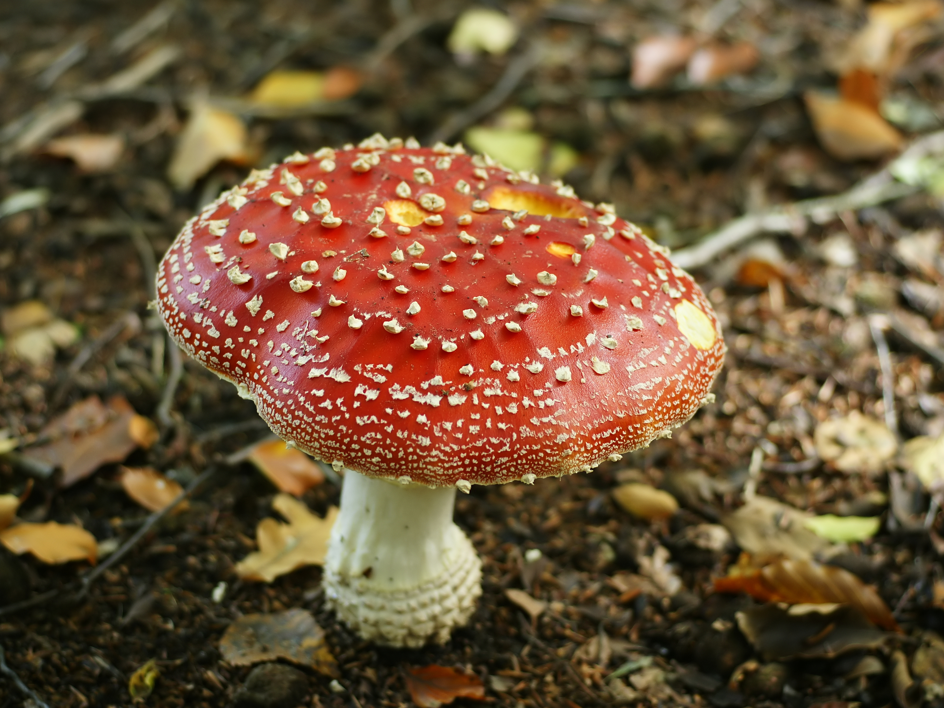 Amanita muscaria (fruiting body)