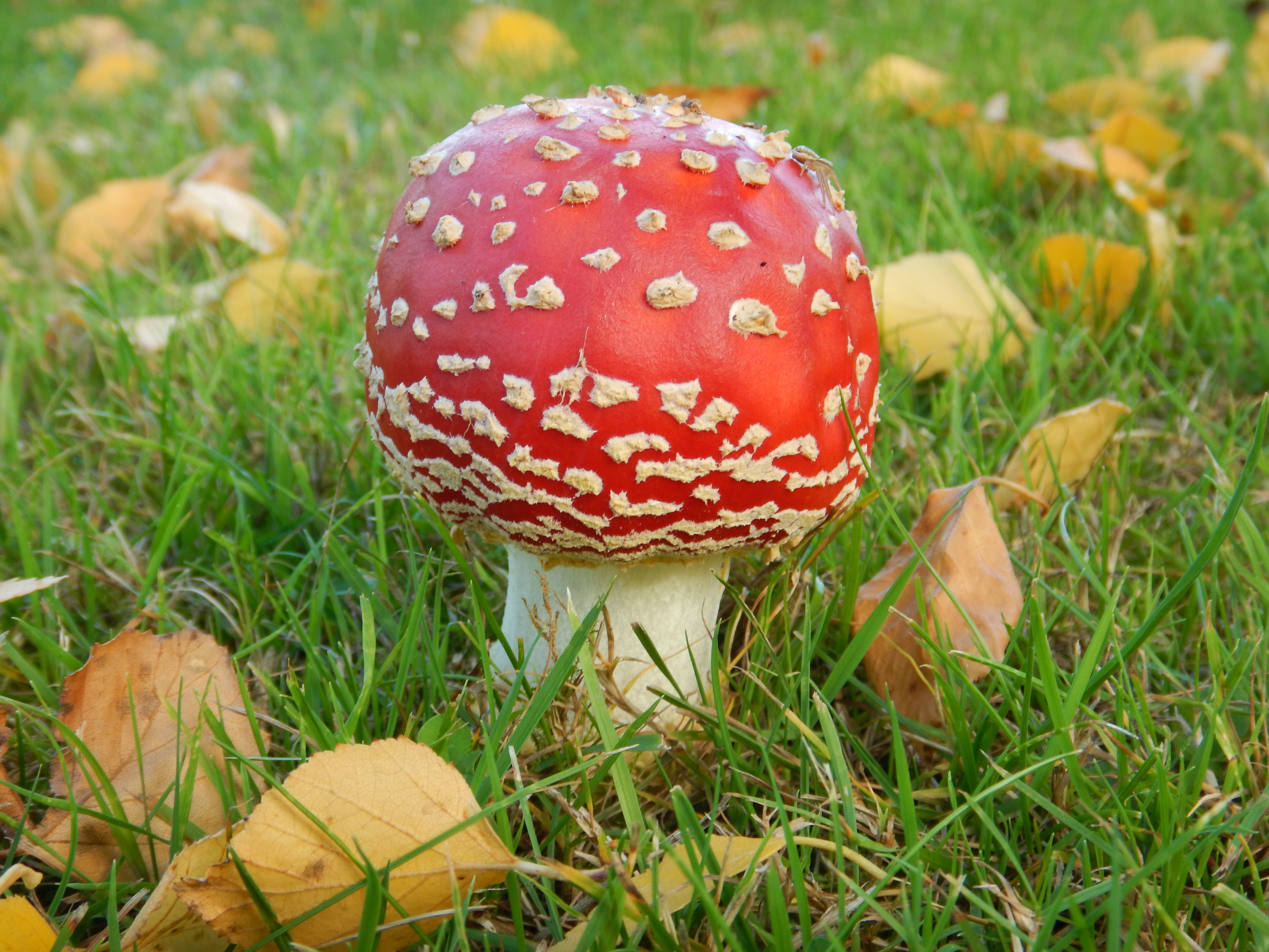 Amanita muscaria A