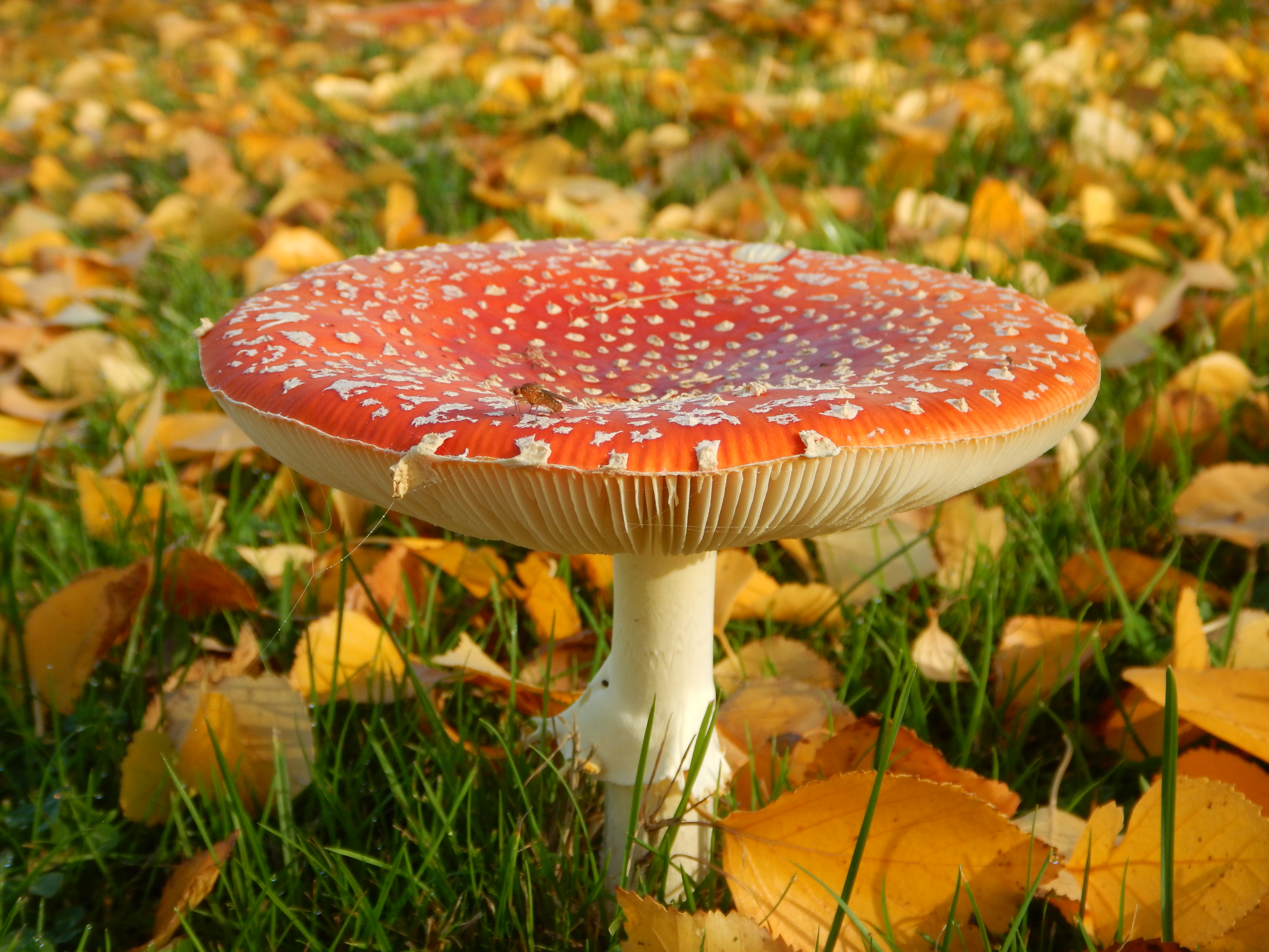 Amanita muscaria B