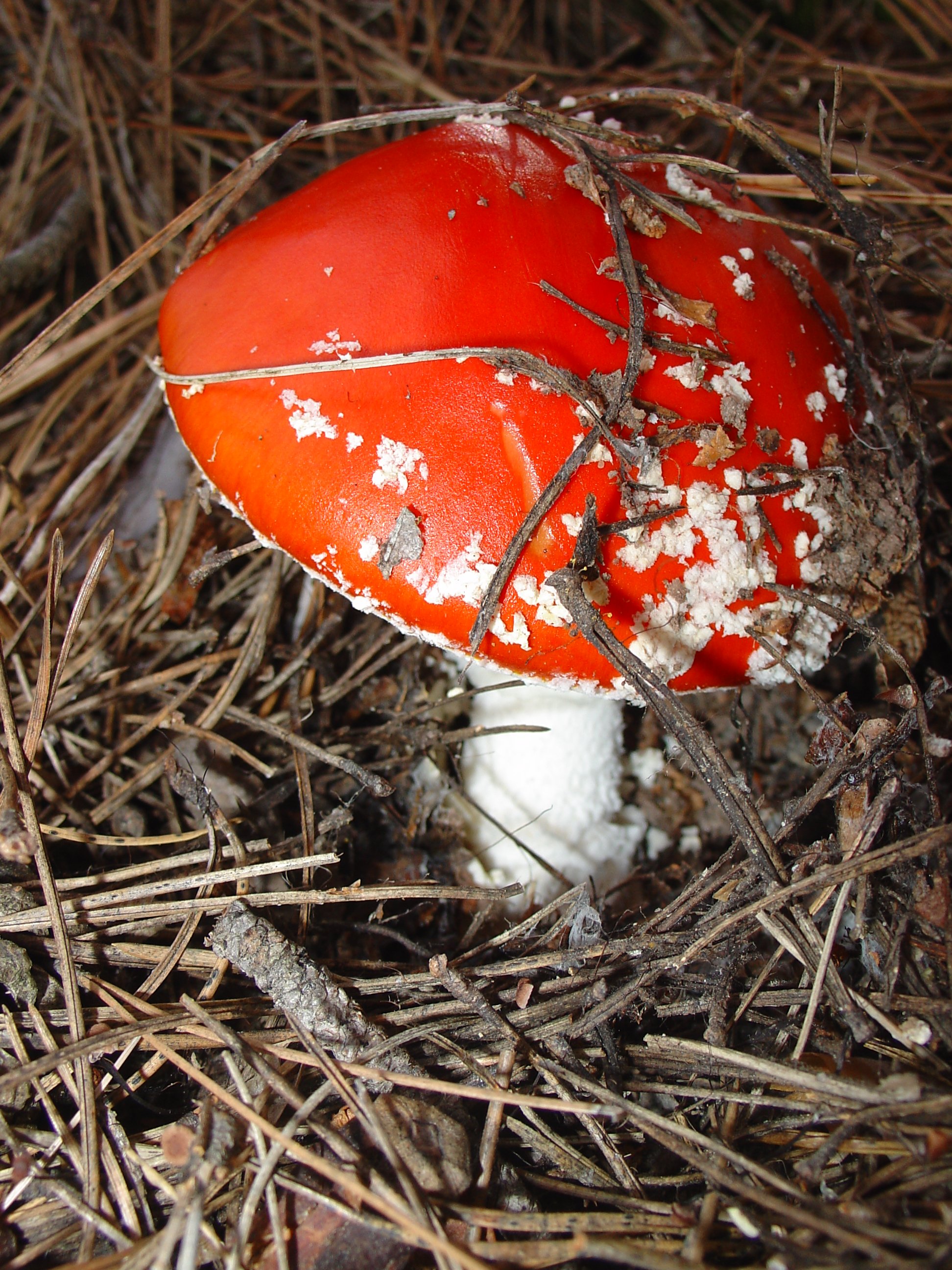 Amanita muscaria Cuenca