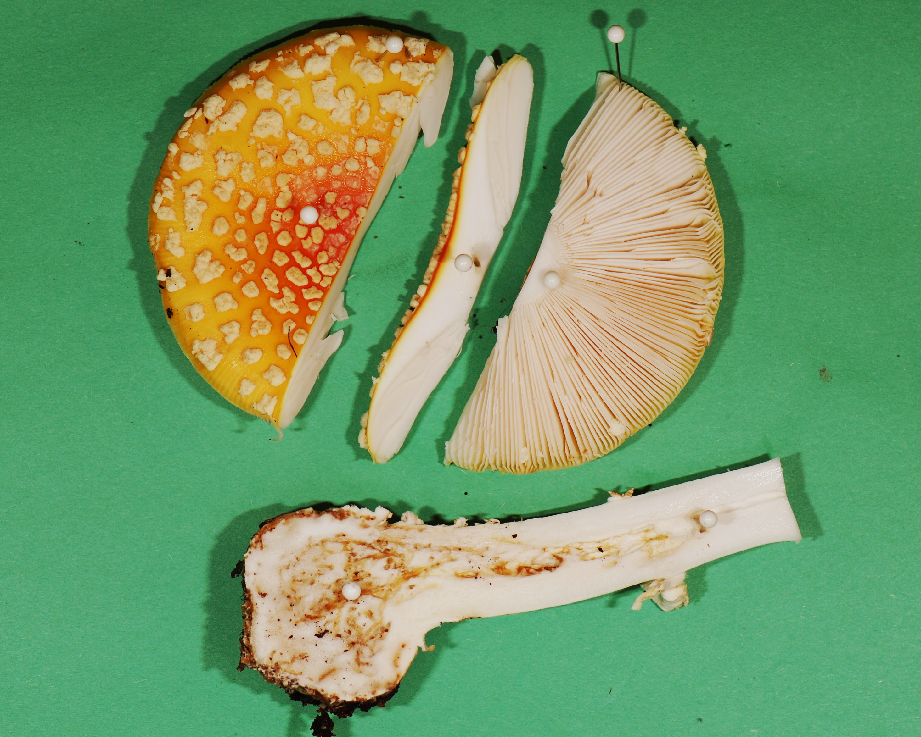 Amanita muscaria disection