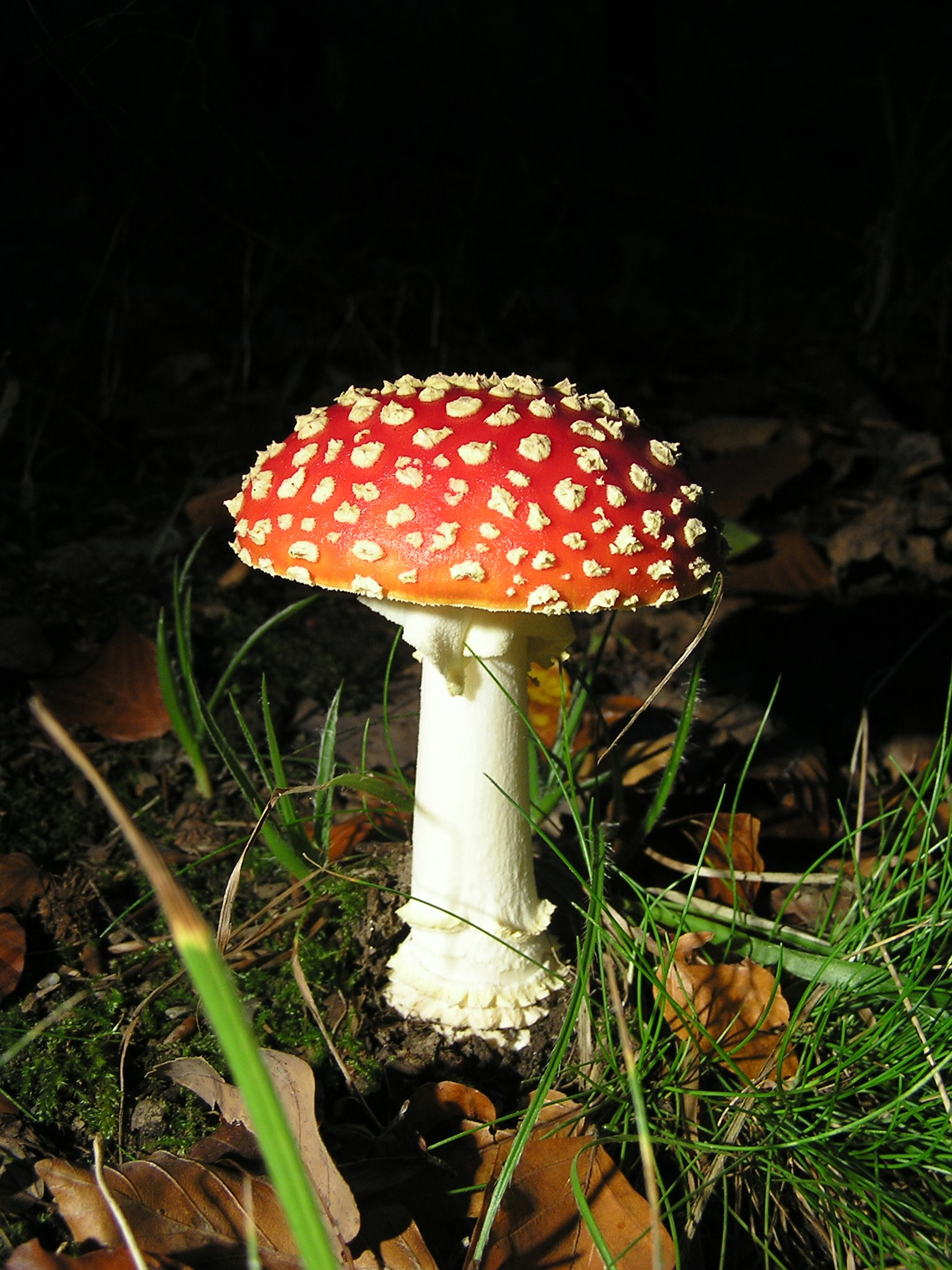 Amanita muscaria MdE 1