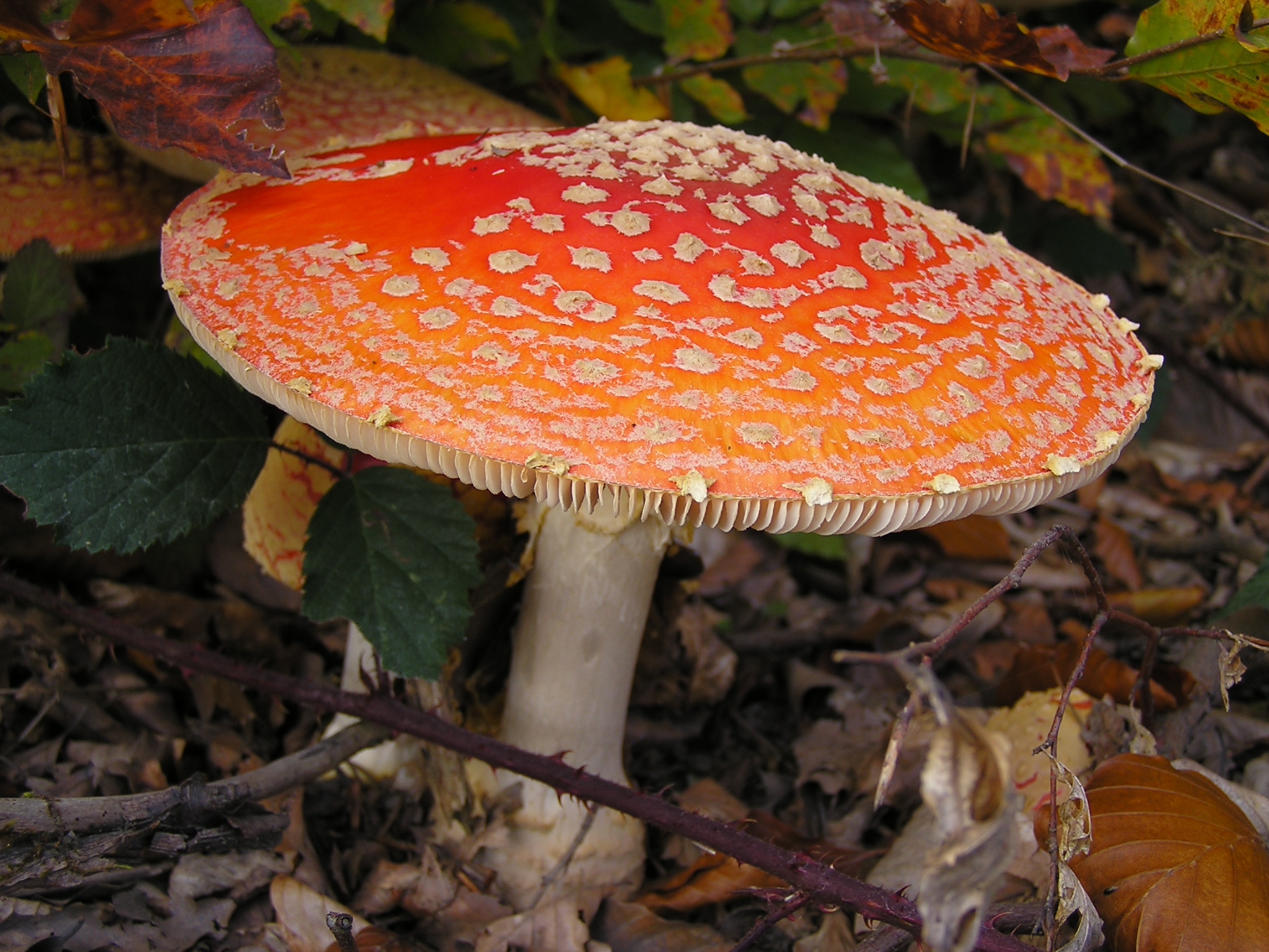 Amanita muscaria MdE 4