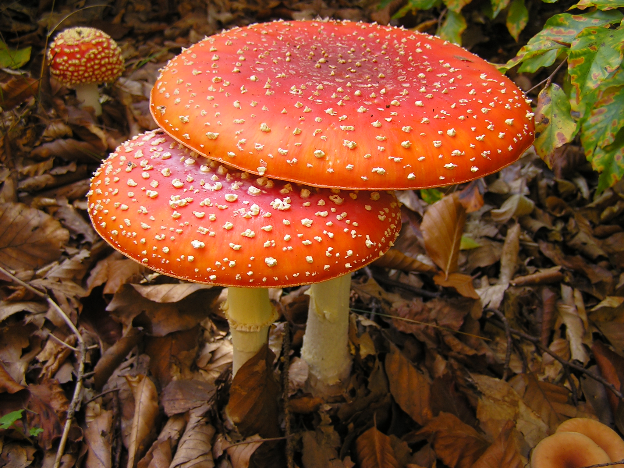 Amanita muscaria MdE 5