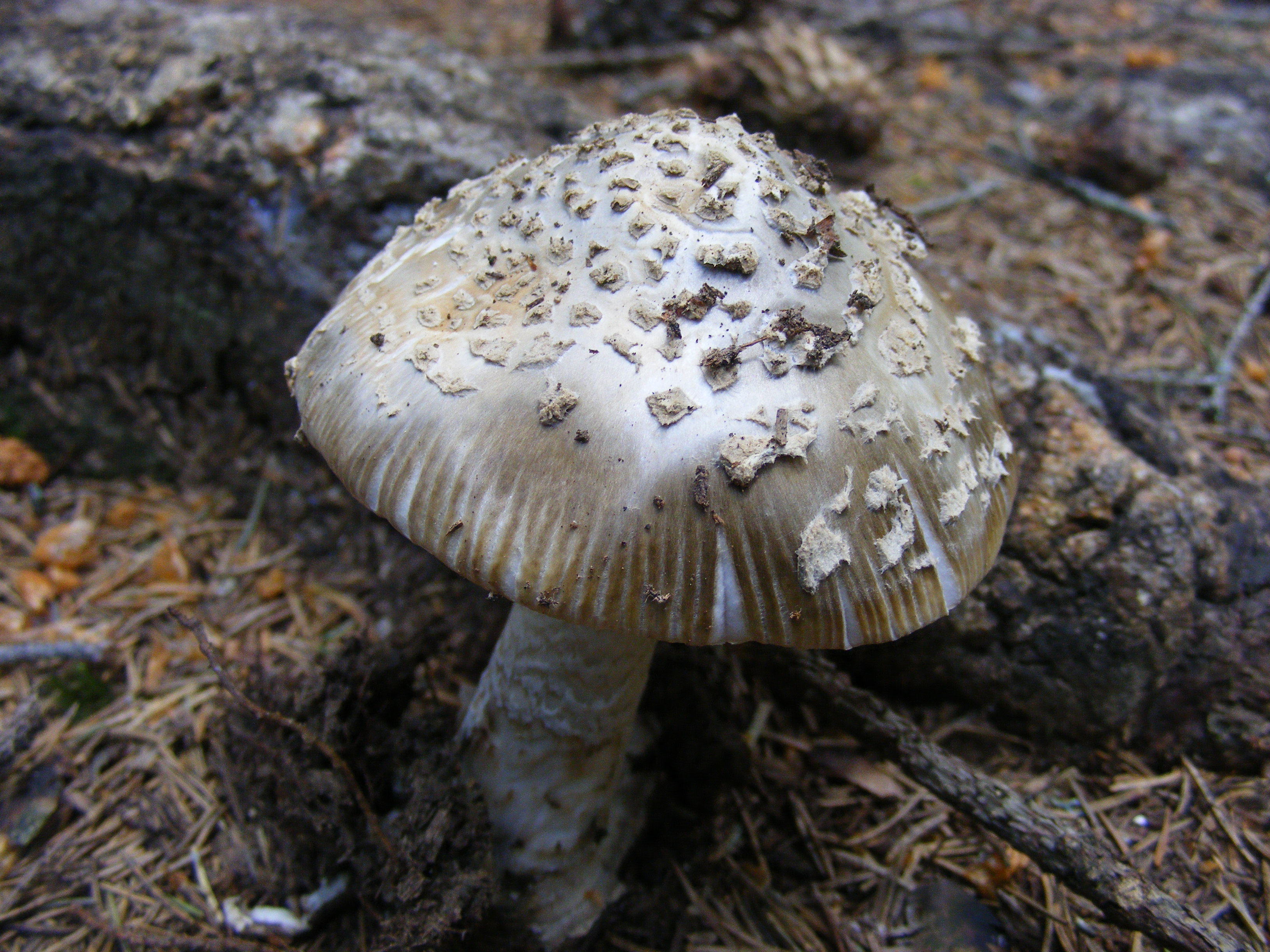 Amanita pantherina 