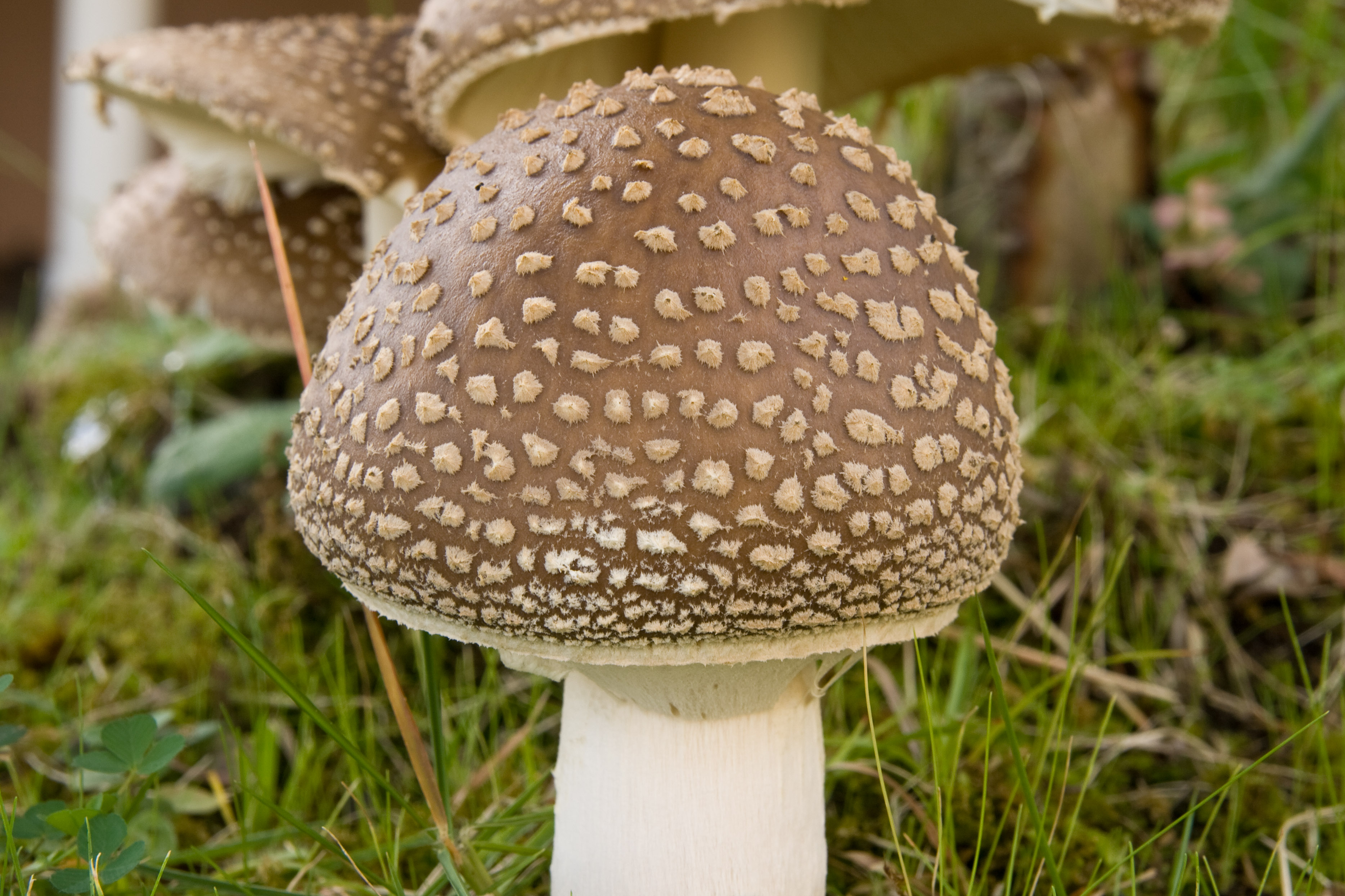 Amanita pantherina 11