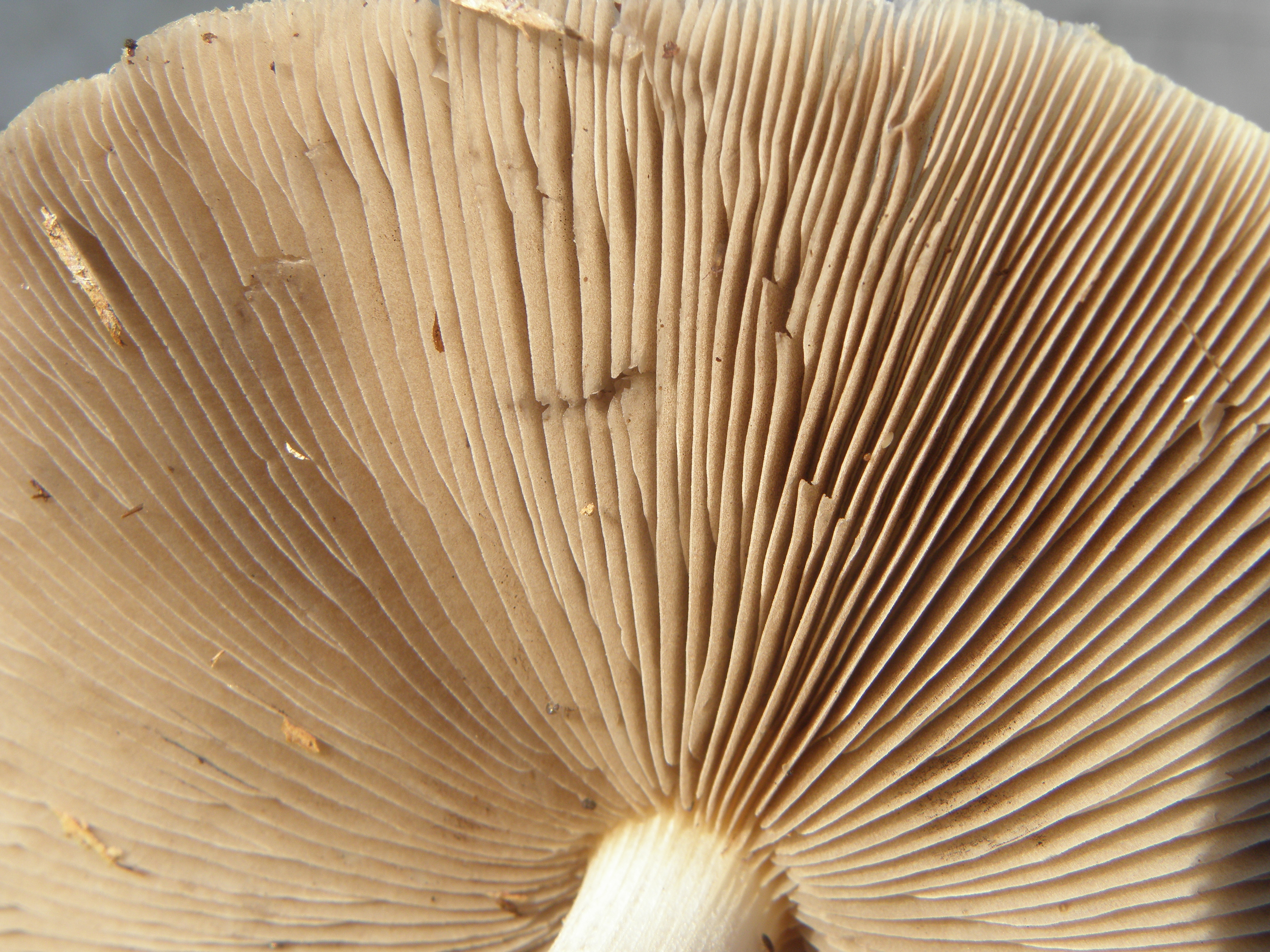 Amanita phalloides.R.H. 11