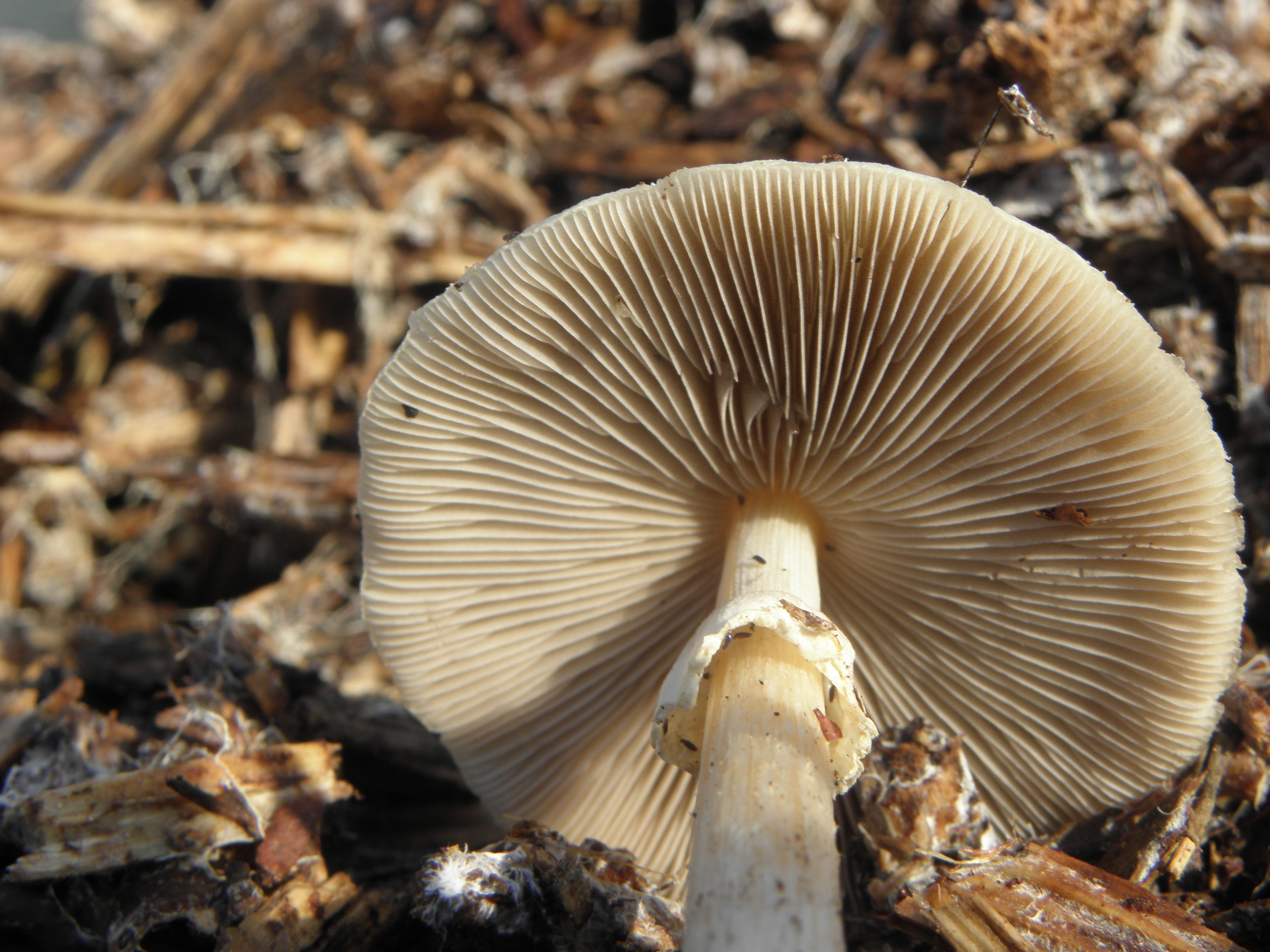 Amanita phalloides.R.H. 13