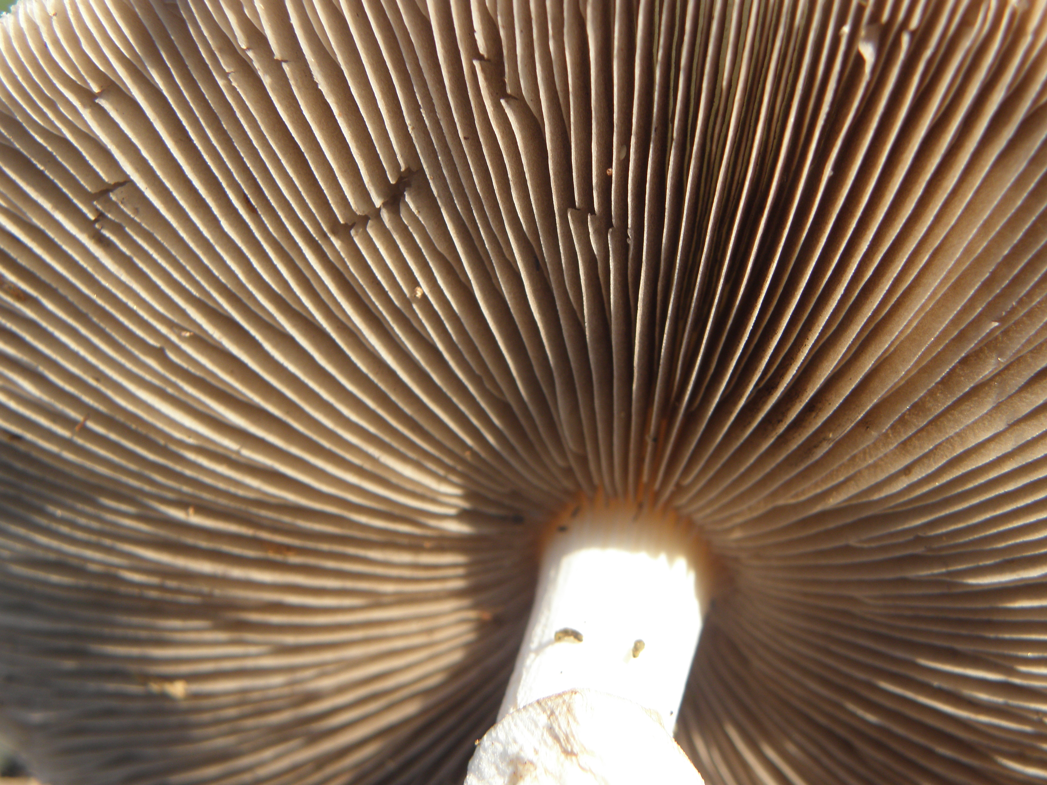 Amanita phalloides.R.H. 14