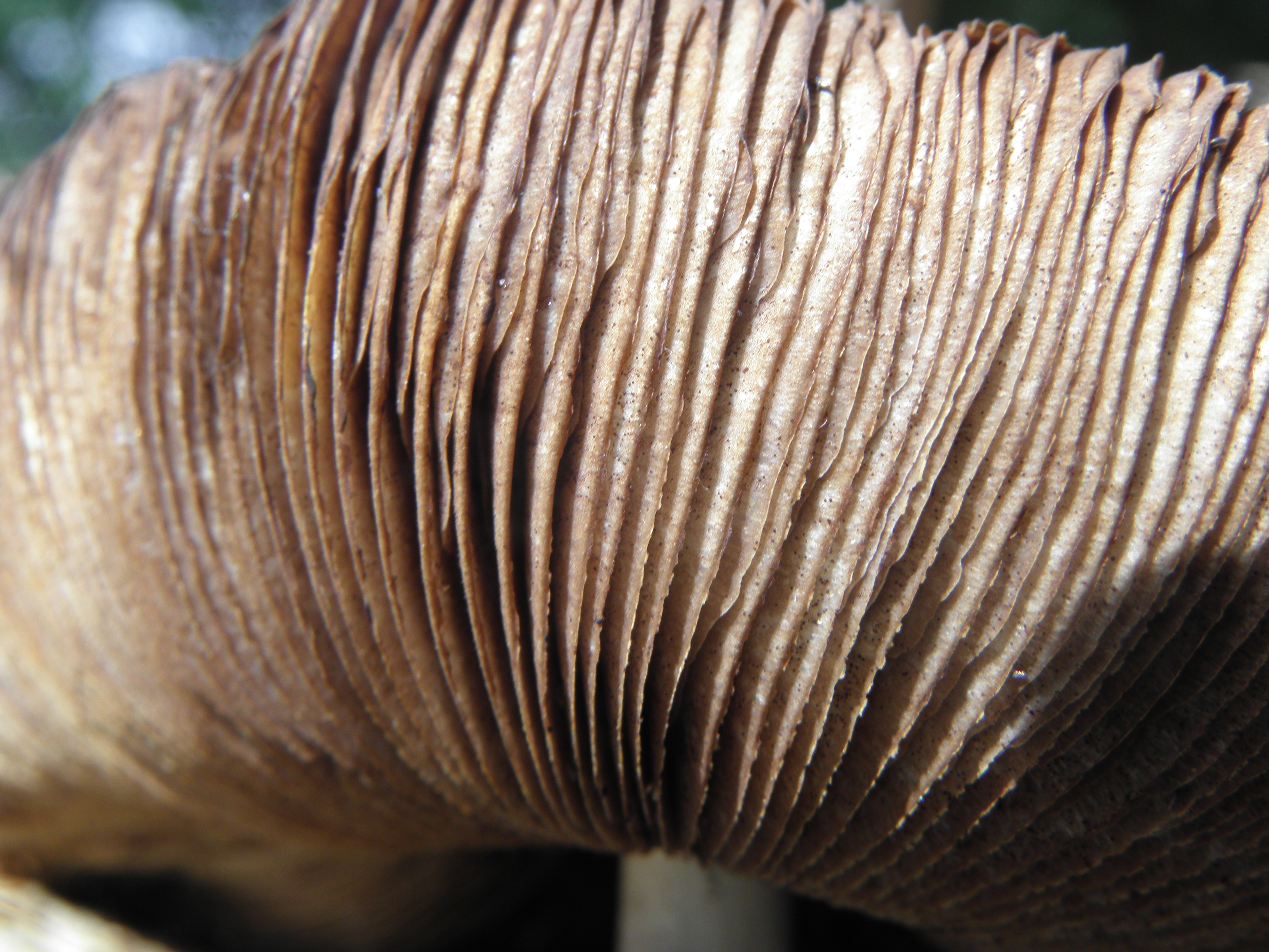Amanita phalloides R.H. 05
