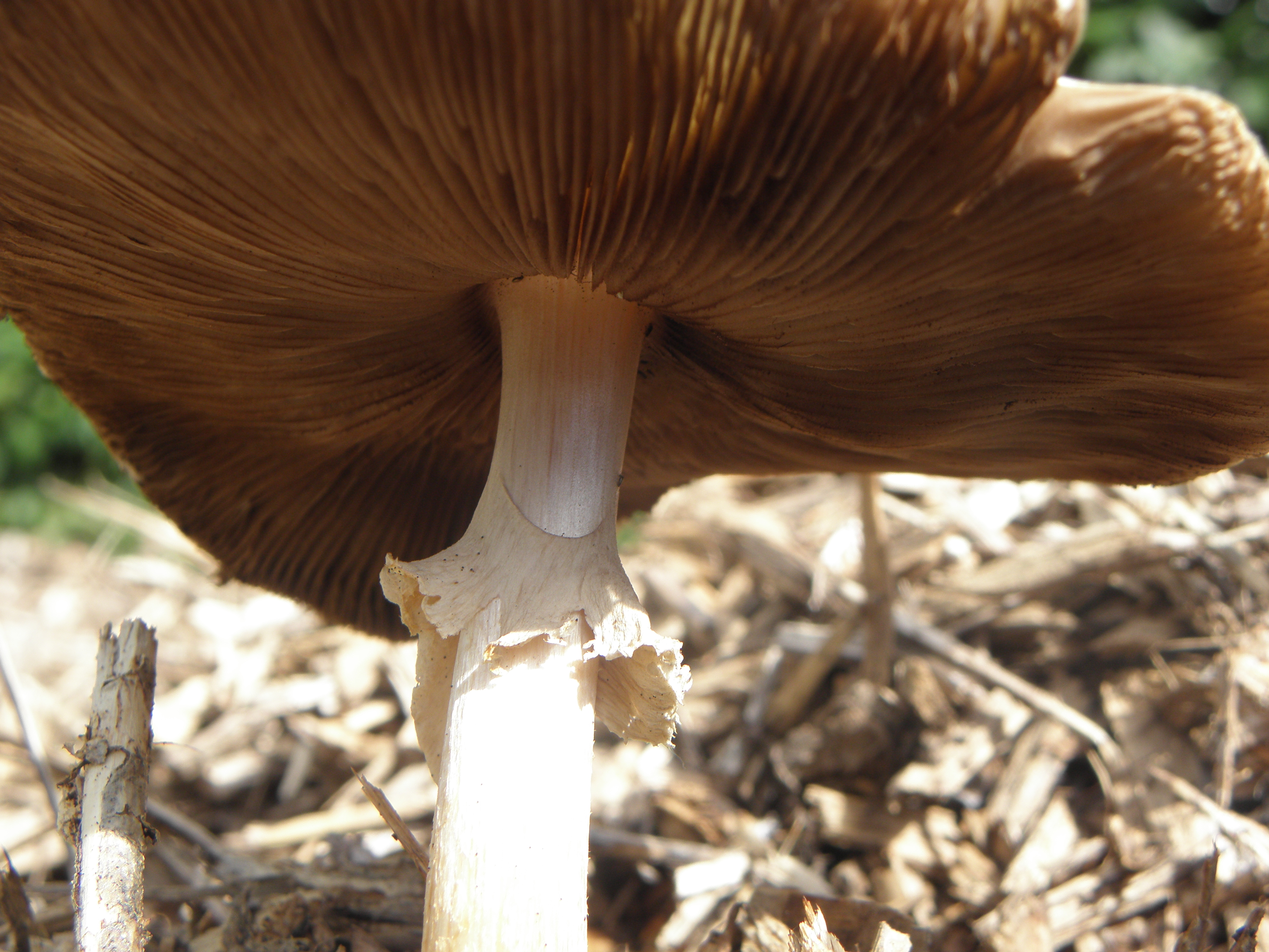 Amanita phalloides R.H. 07