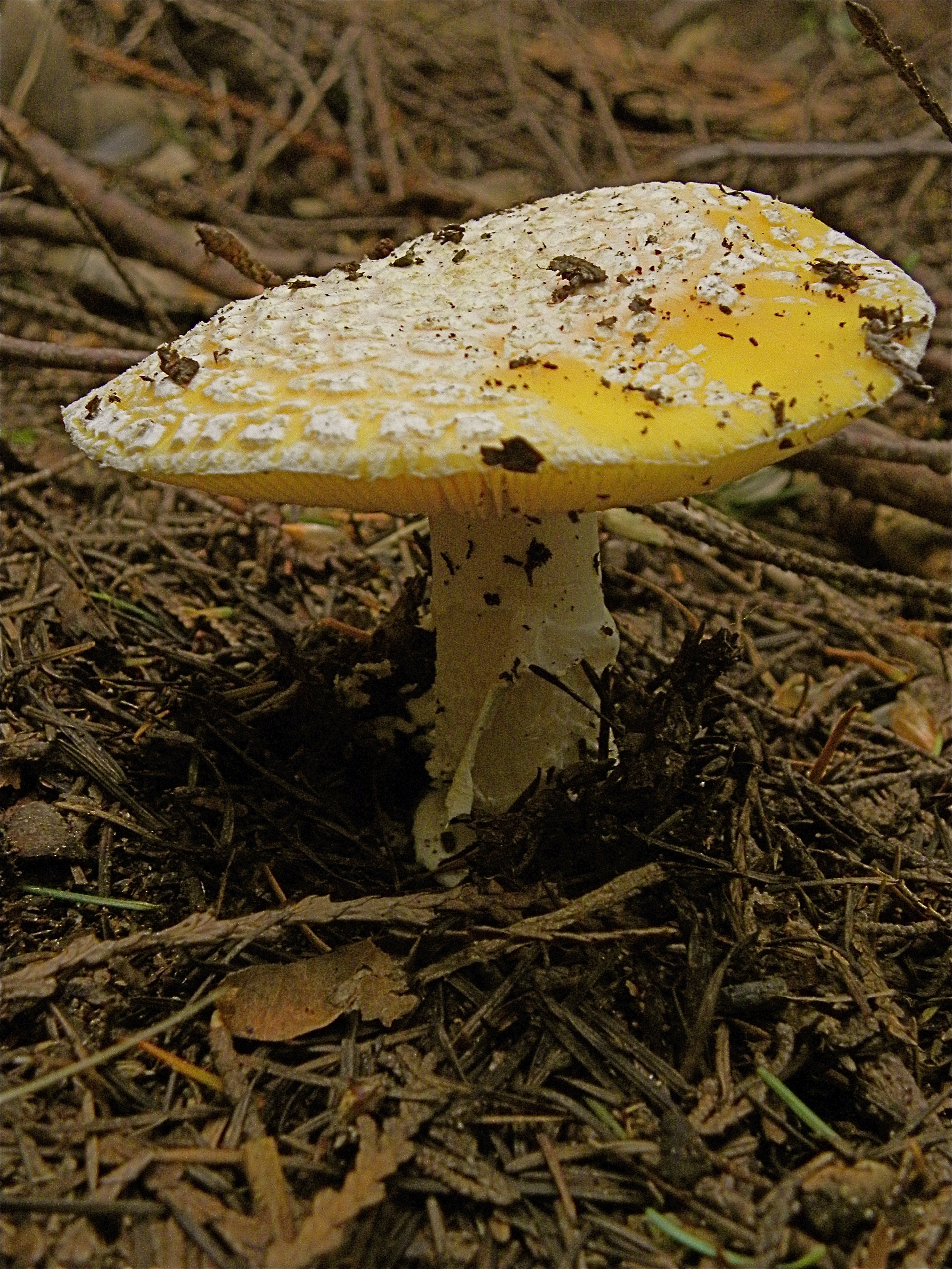 Amenita mushroom (4751188544)
