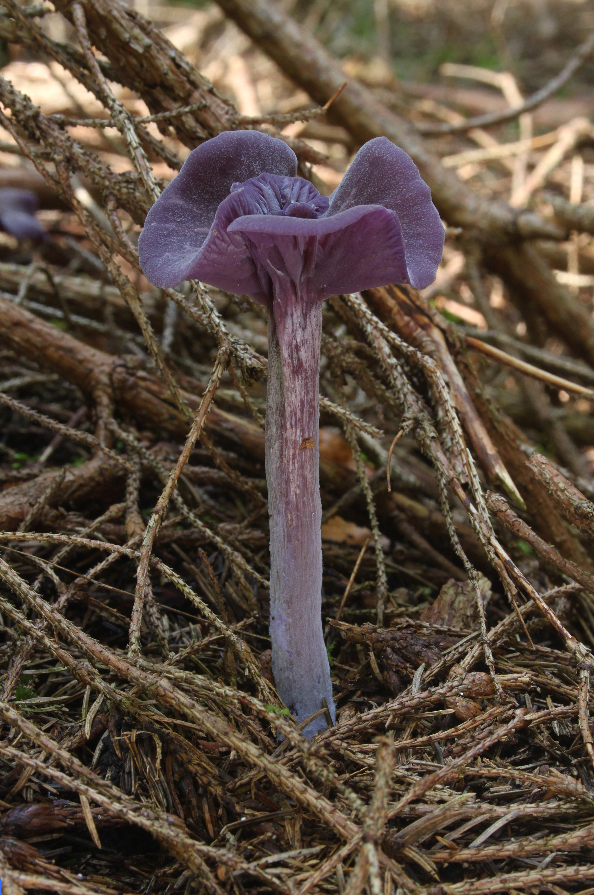 Amethystblaue Lacktrichterling Laccaria amethystea