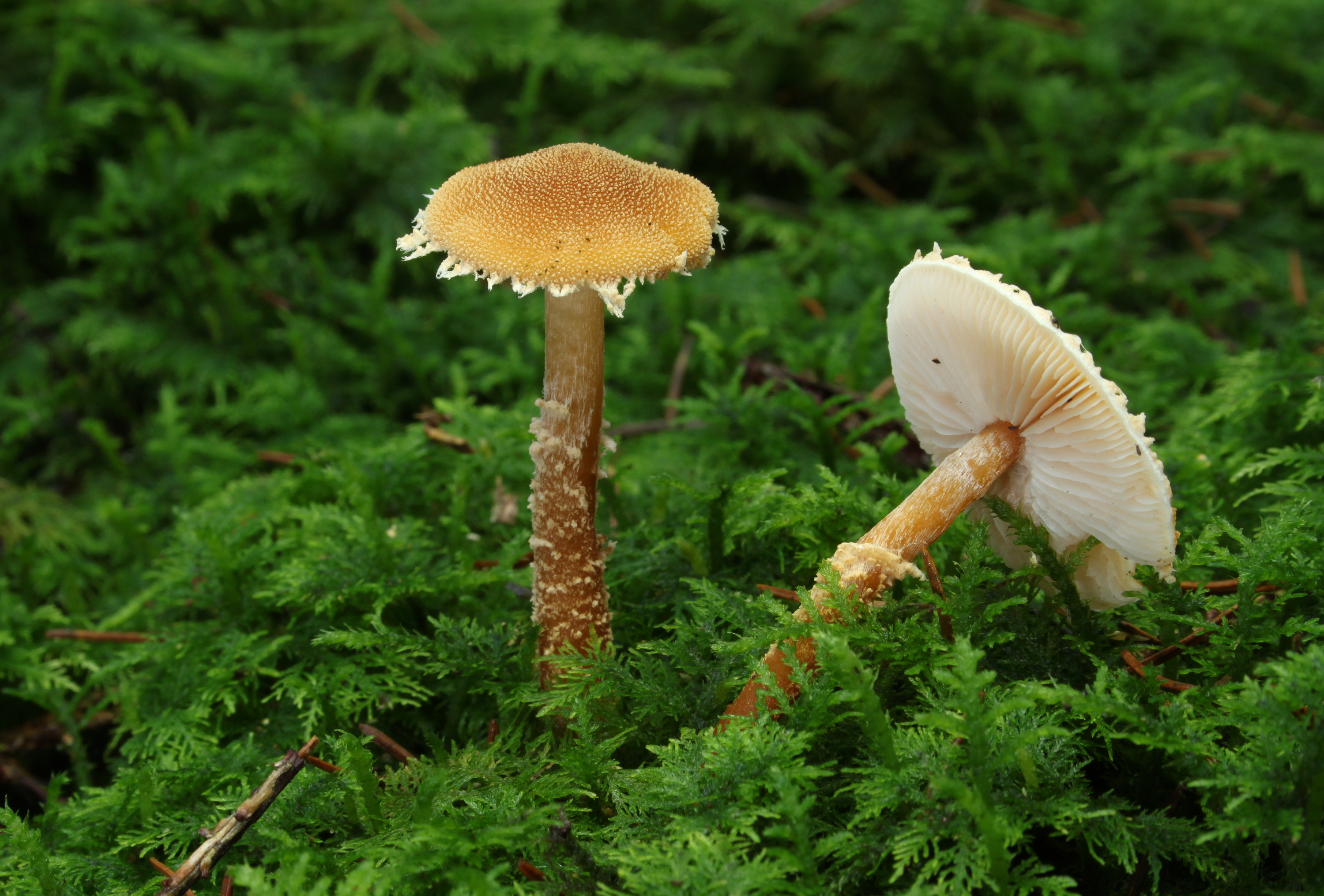 Amiant-Körnchenschirmling Cystoderma amianthinum