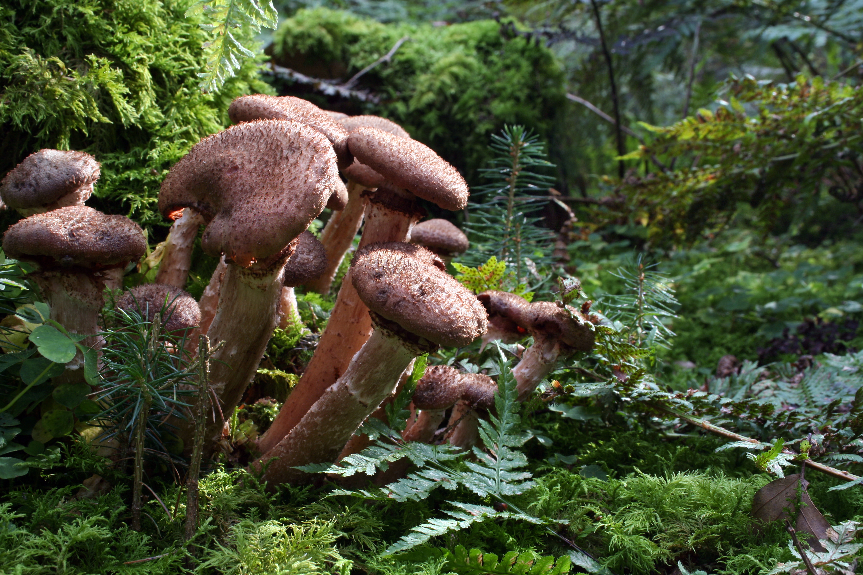 Armillaria-mellea-hallimasch