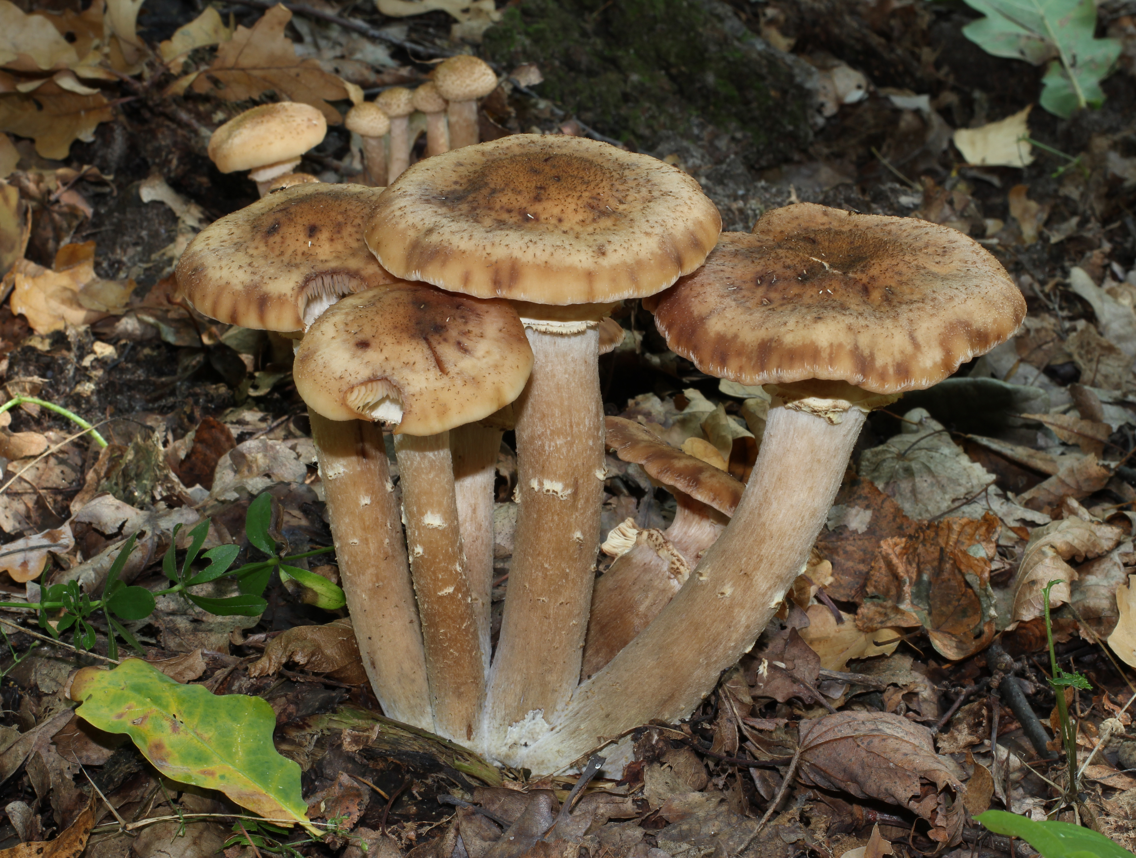 Armillaria mellea 2011 G1