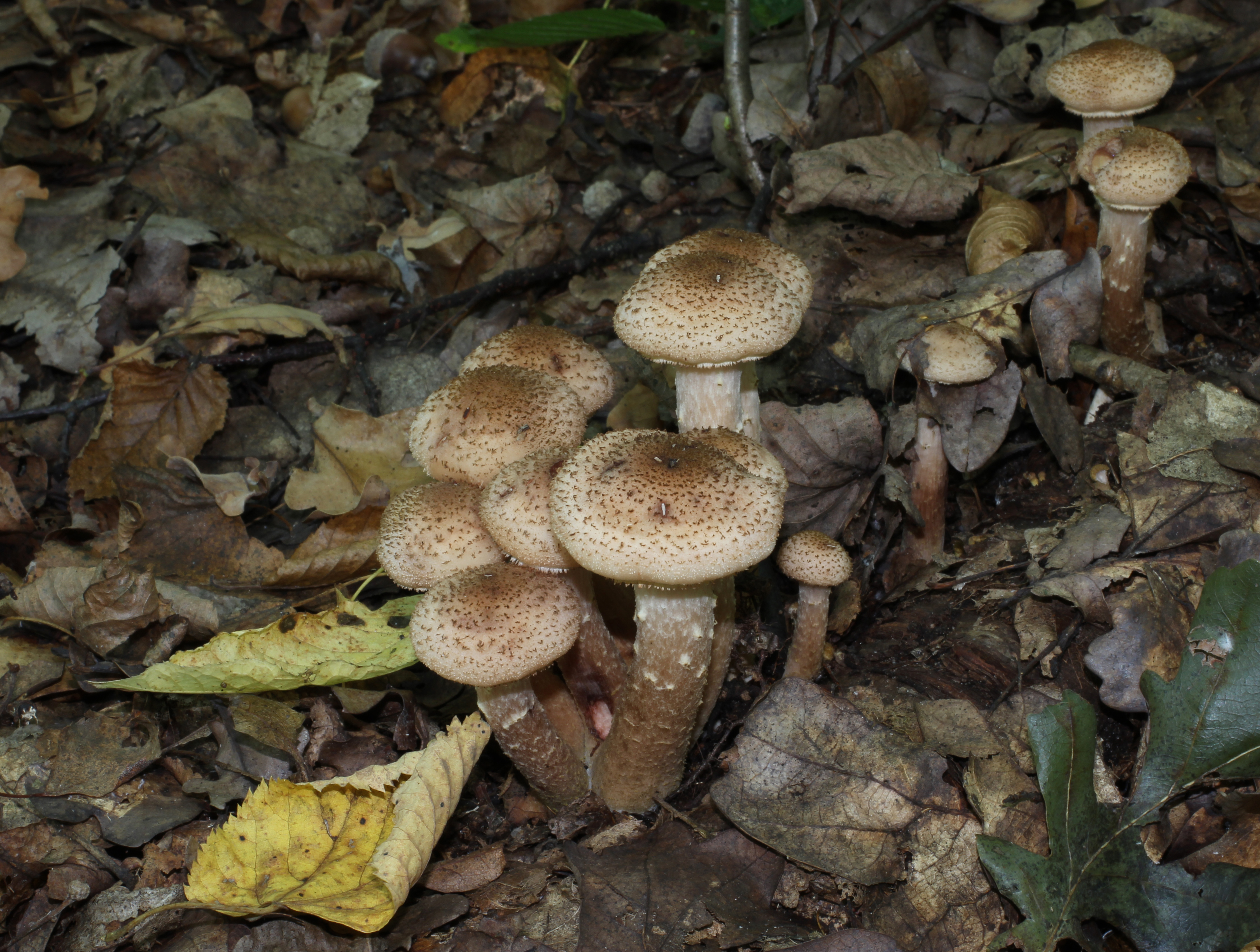 Armillaria mellea 2011 G3